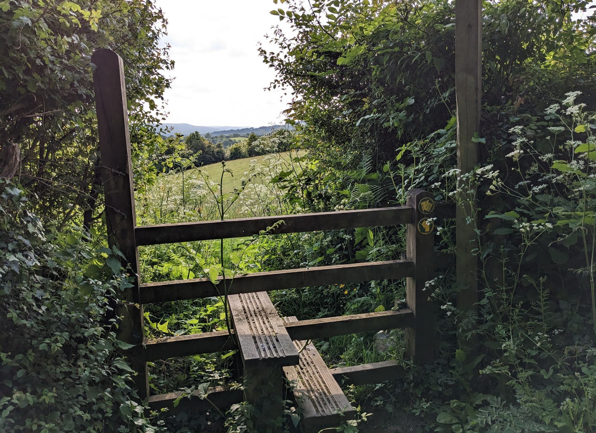 Wildflower Meadow Gallery - Photograph by Sue Cartwright, Spiral Leaf