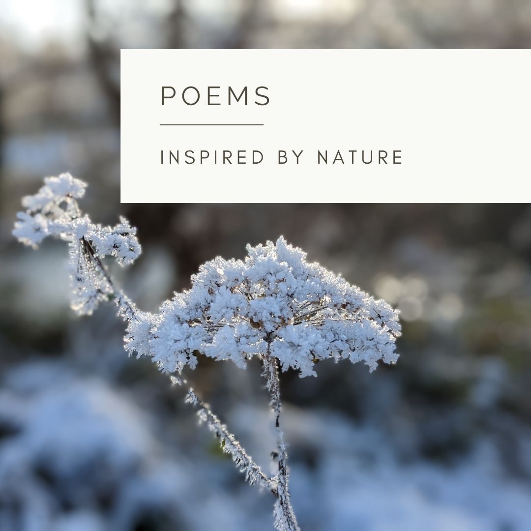 Winter Wonderland - Poem and Video  by Sue Cartwright, Spiral Leaf