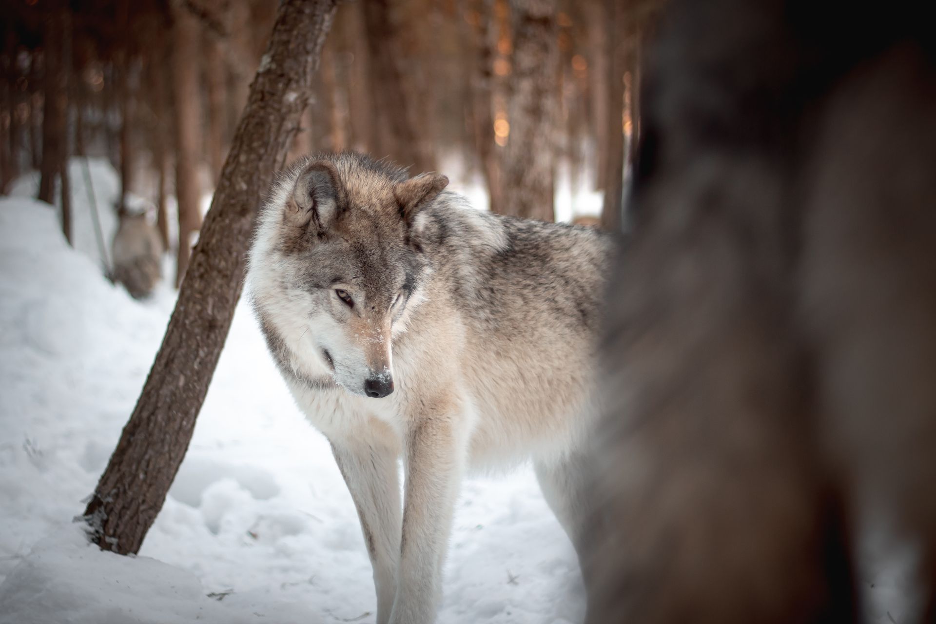 Soliloquy of a Wolf by Sue Cartwright, Spiral Leaf