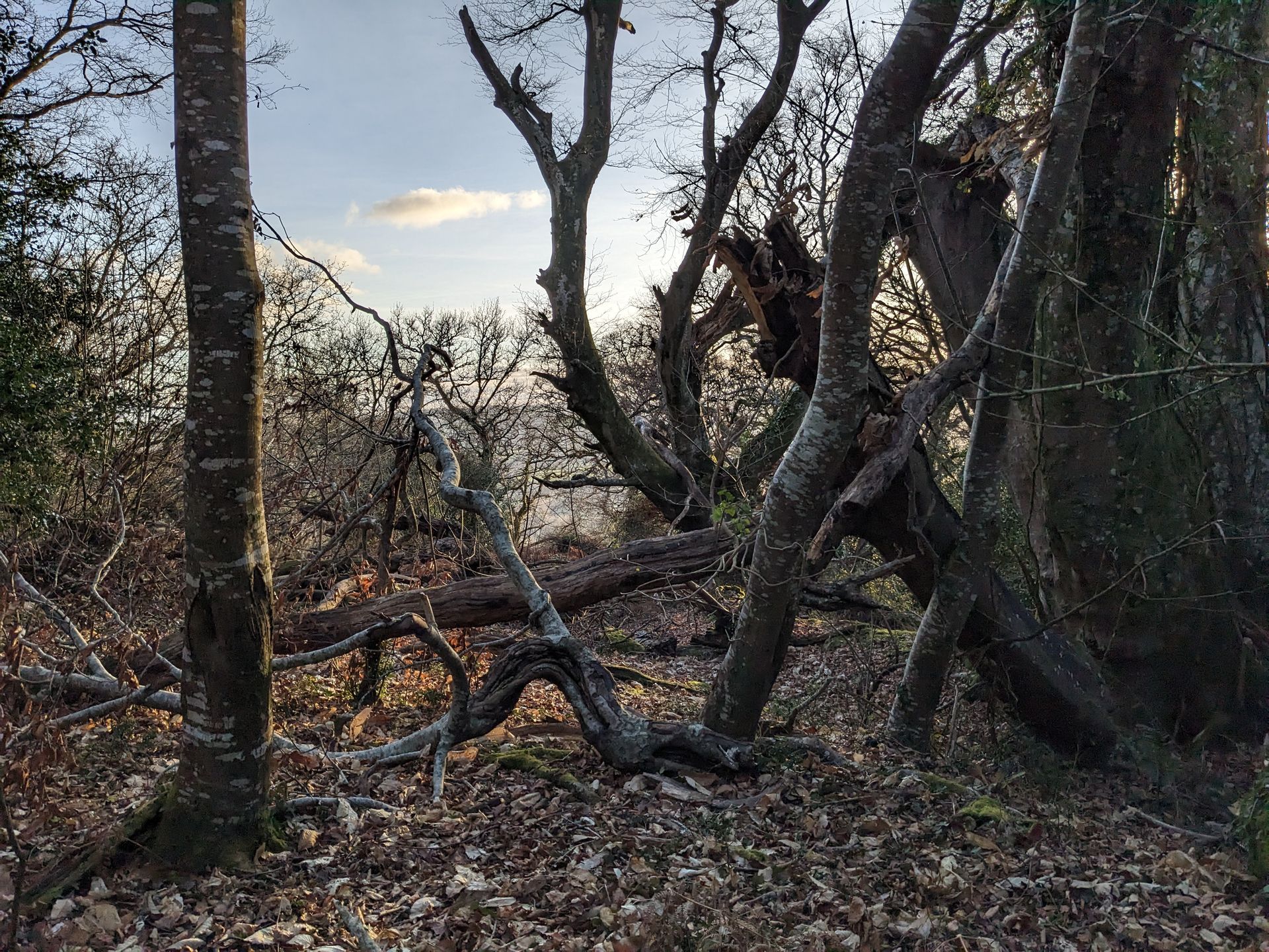Woodland by Sue Cartwright, Spiral Leaf