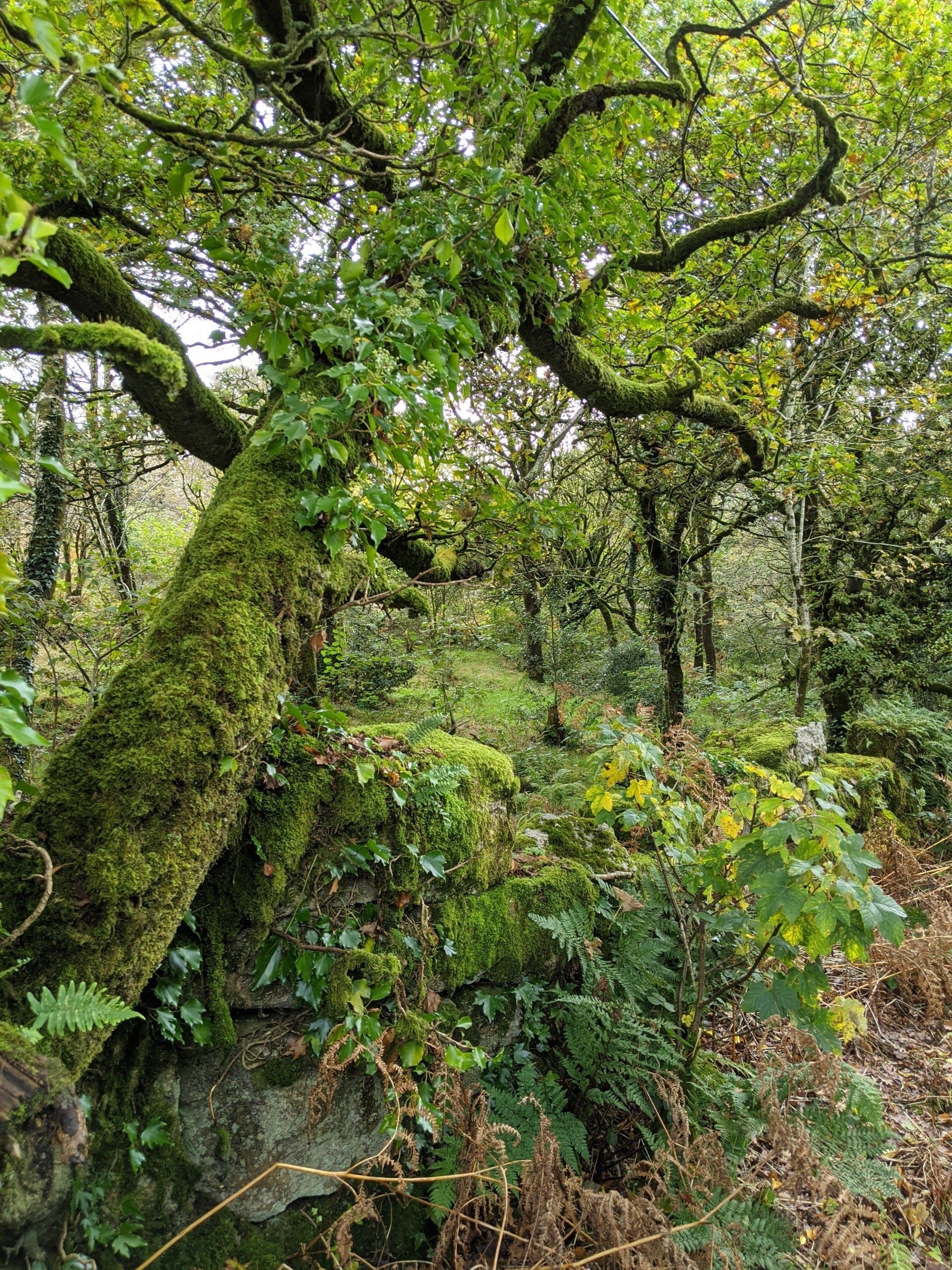 Woodland Gallery - Photograph by Sue Cartwright, Spiral Leaf
