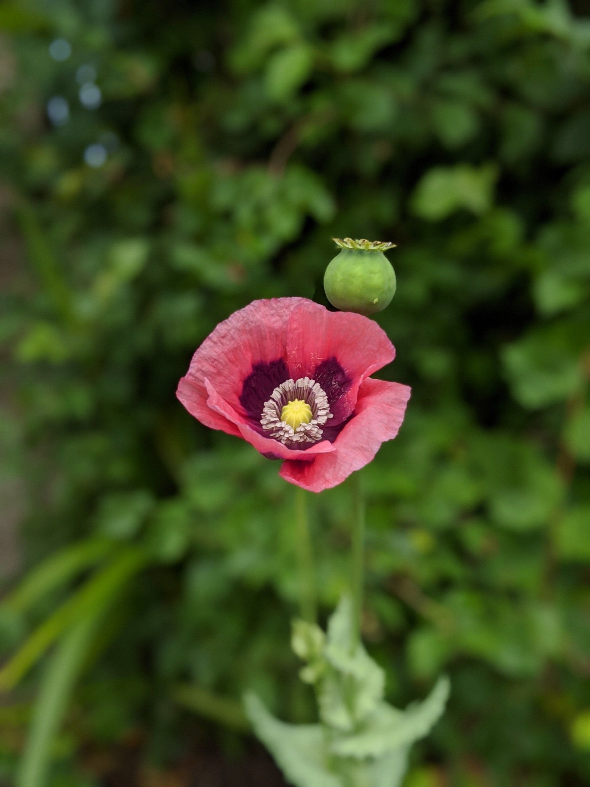 Wildflowers Gallery - Photograph by Sue Cartwright, Spiral Leaf