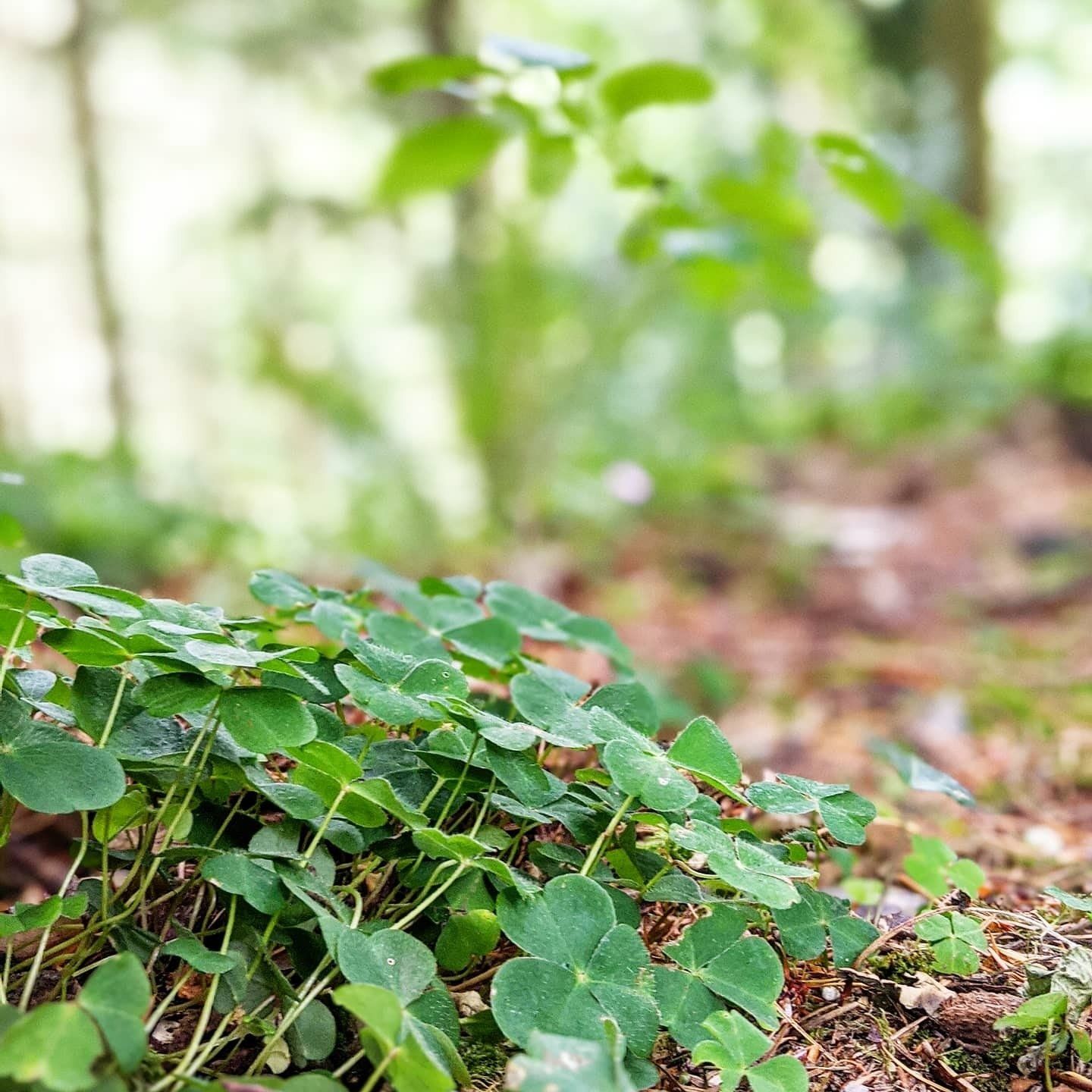 Woodland Gallery - Photograph by Sue Cartwright, Spiral Leaf
