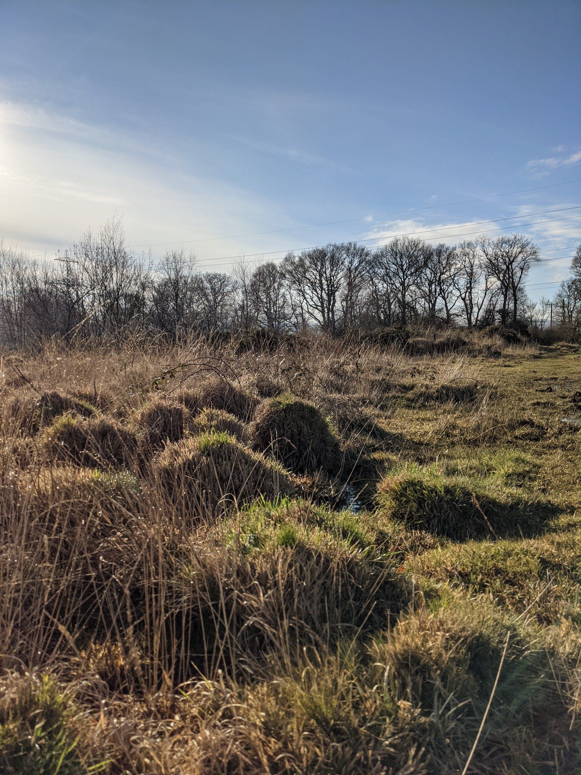 Healthland Gallery - Photograph by Sue Cartwright, Spiral Leaf