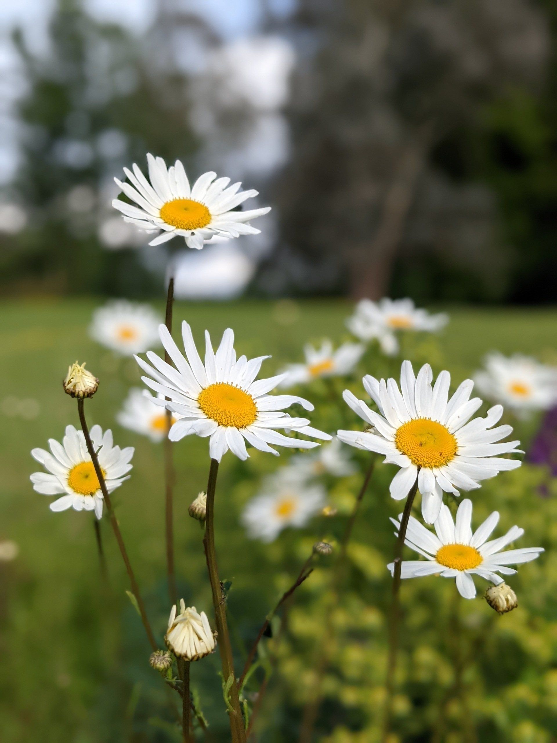 Wildflowers Gallery - Photograph by Sue Cartwright, Spiral Leaf