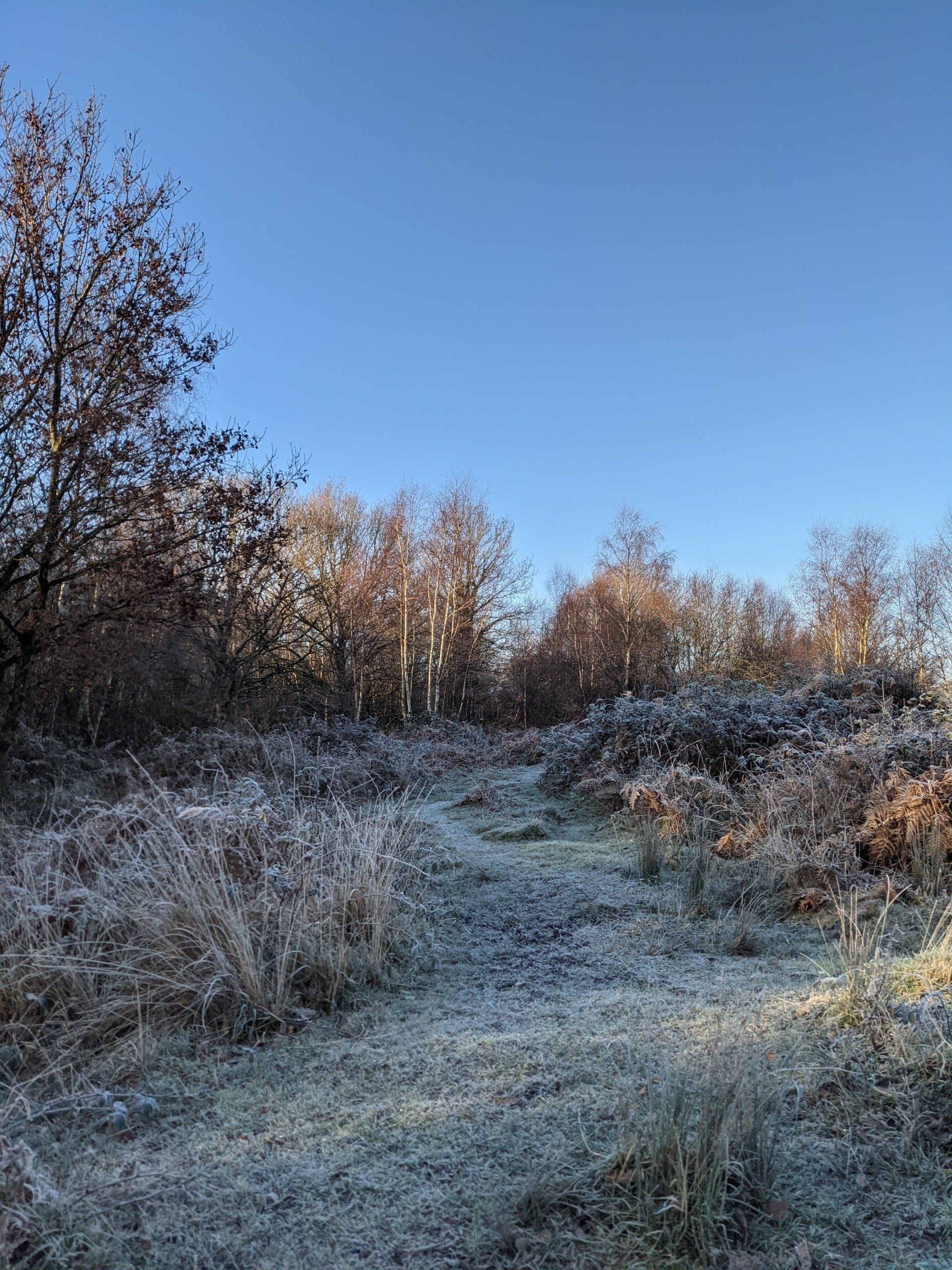 Healthland Gallery - Photograph by Sue Cartwright, Spiral Leaf