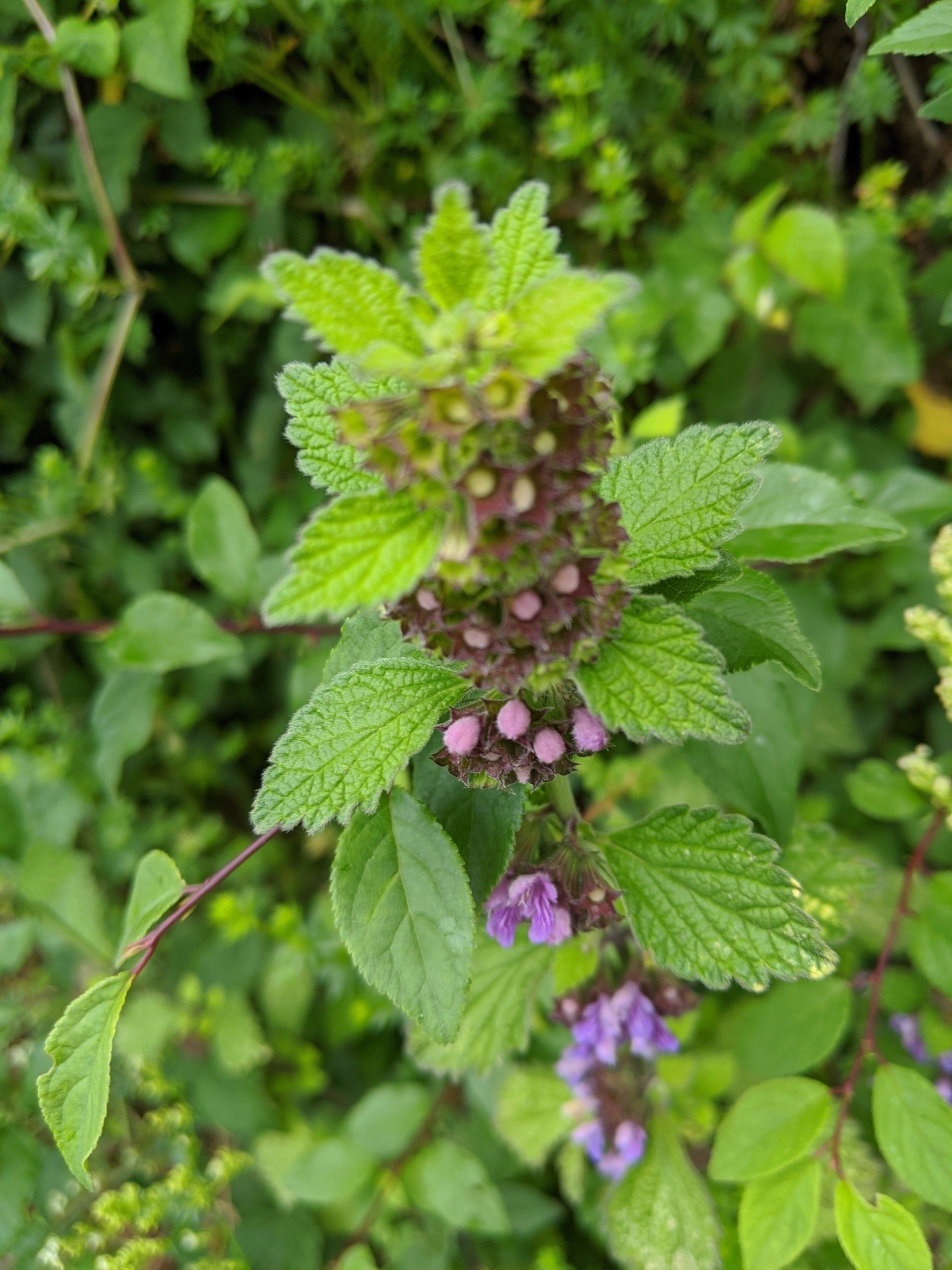 Wildflowers Gallery - Photograph by Sue Cartwright, Spiral Leaf