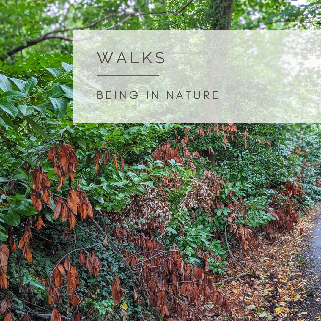 Autumn Walk - Poem and Video by Sue Cartwright, Spiral Leaf