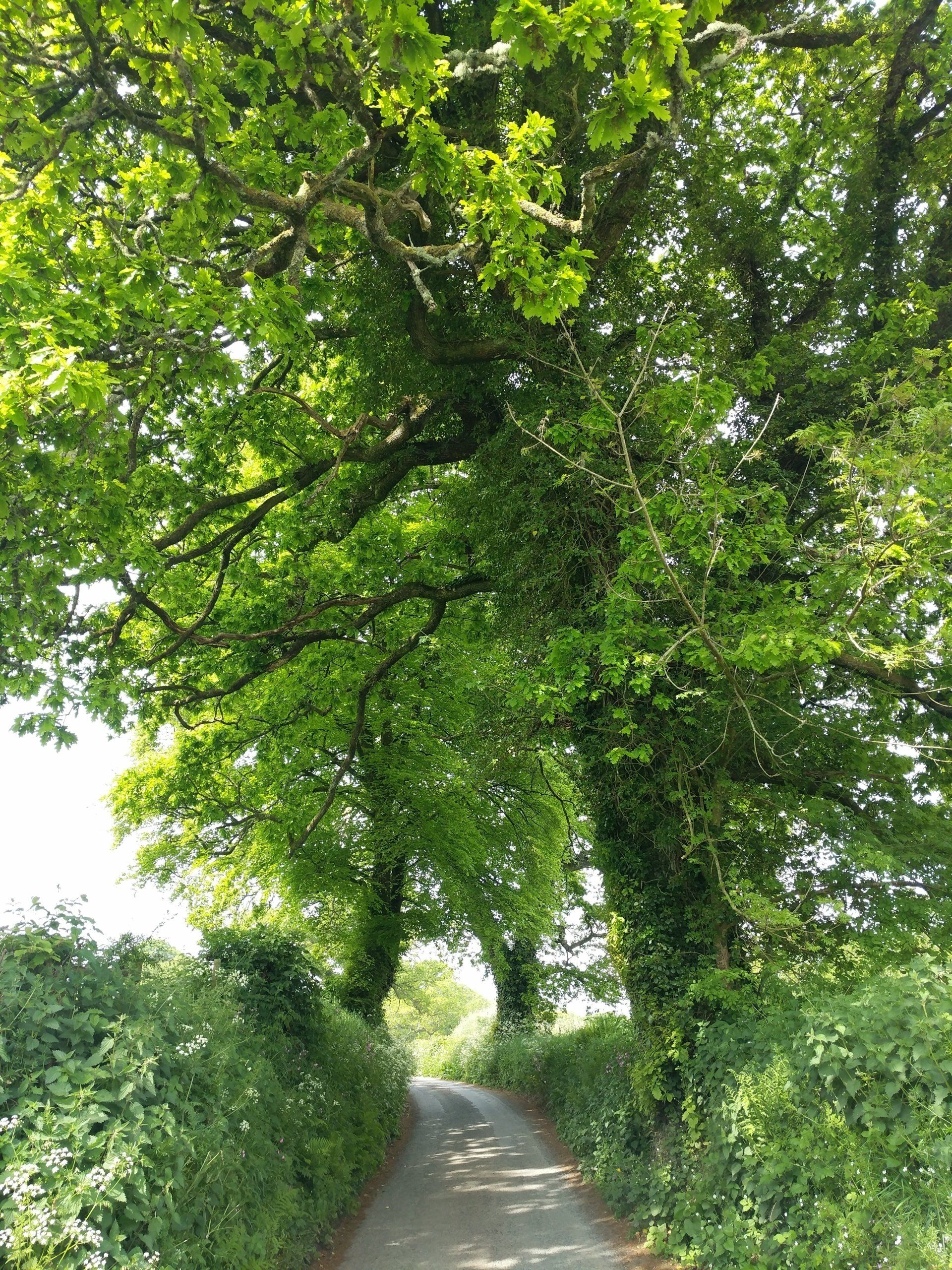 Hedgerows Gallery - Photograph by Sue Cartwright, Spiral Leaf