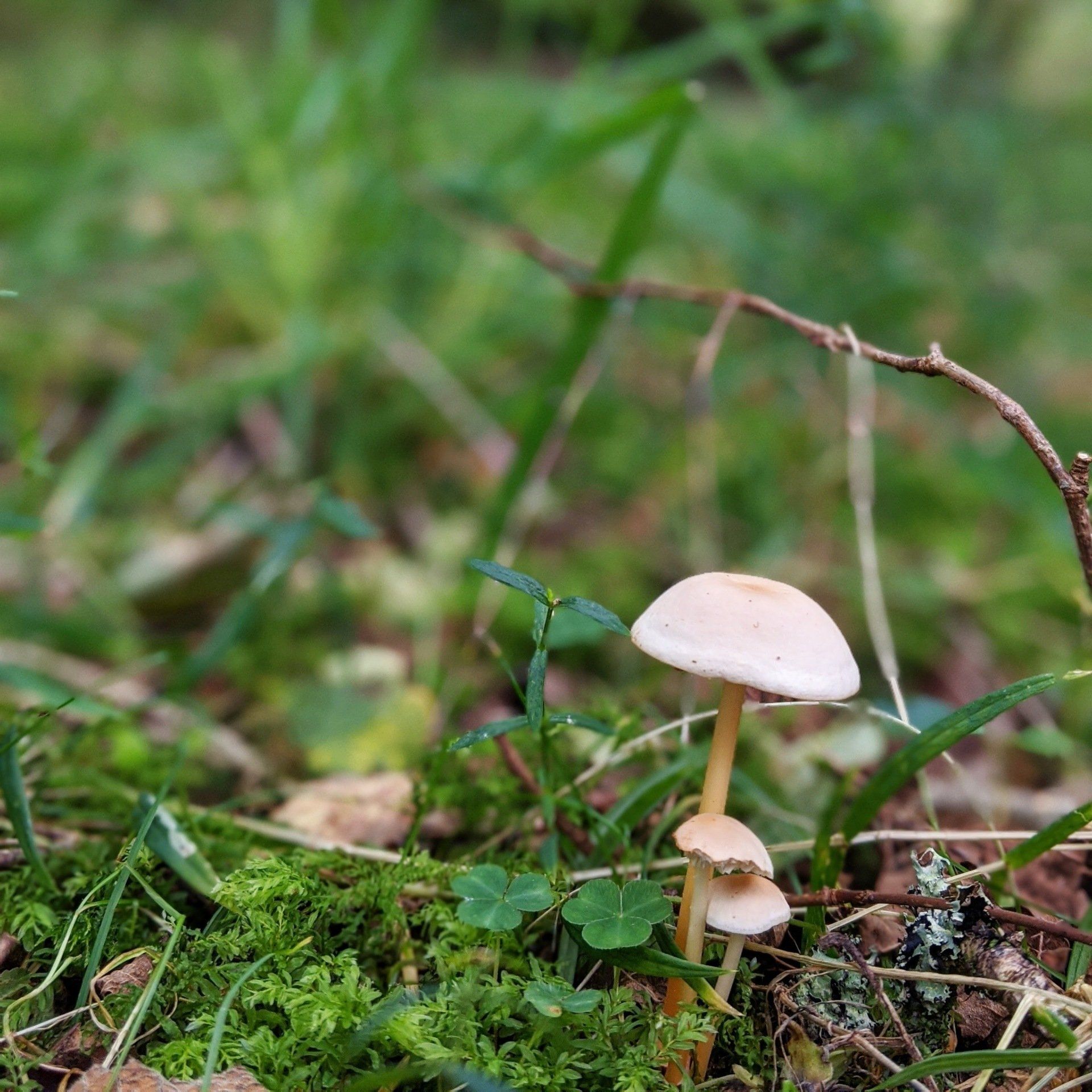Woodland Gallery - Photograph by Sue Cartwright, Spiral Leaf