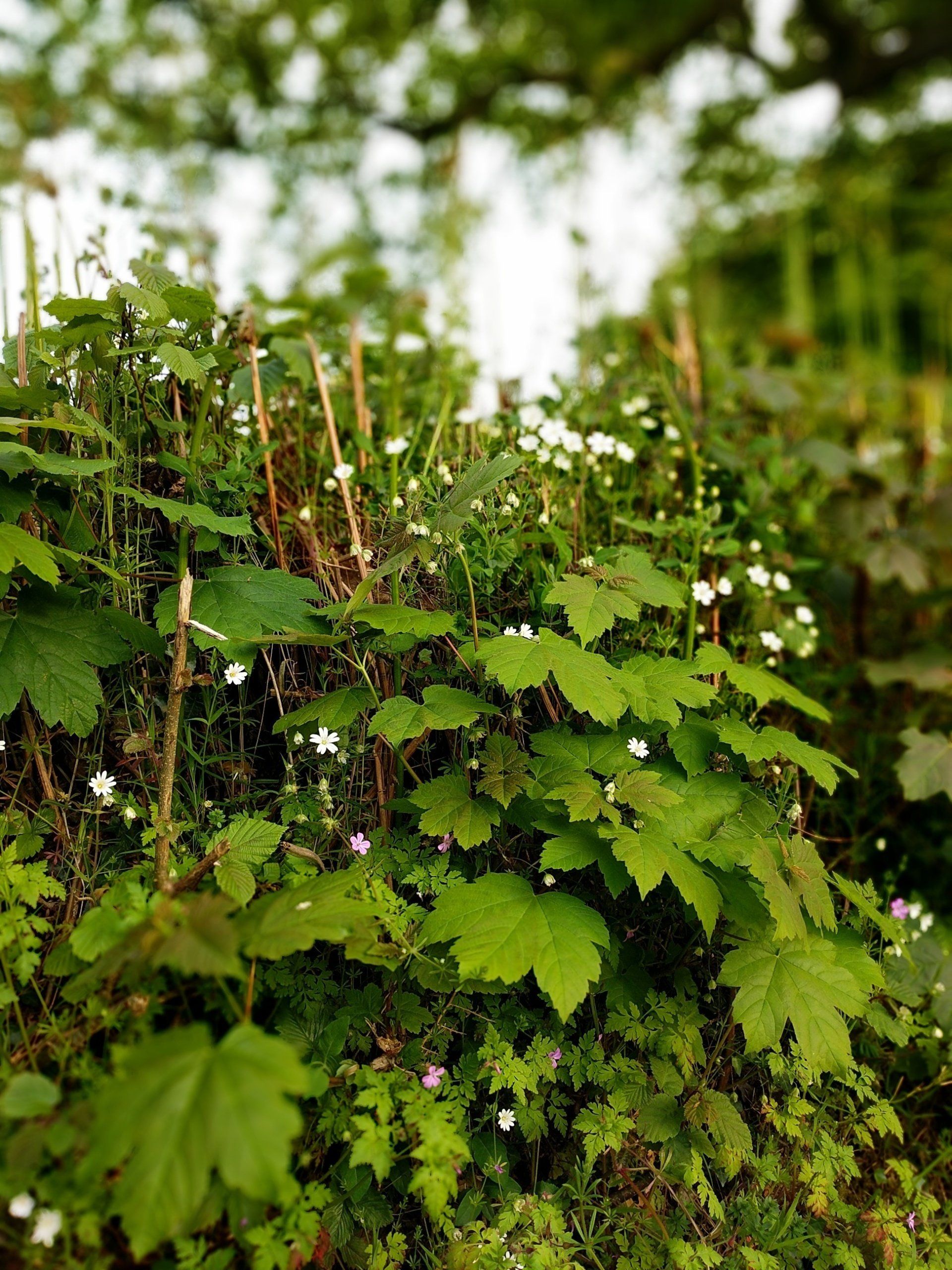 Hedgerows Gallery - Photograph by Sue Cartwright, Spiral Leaf