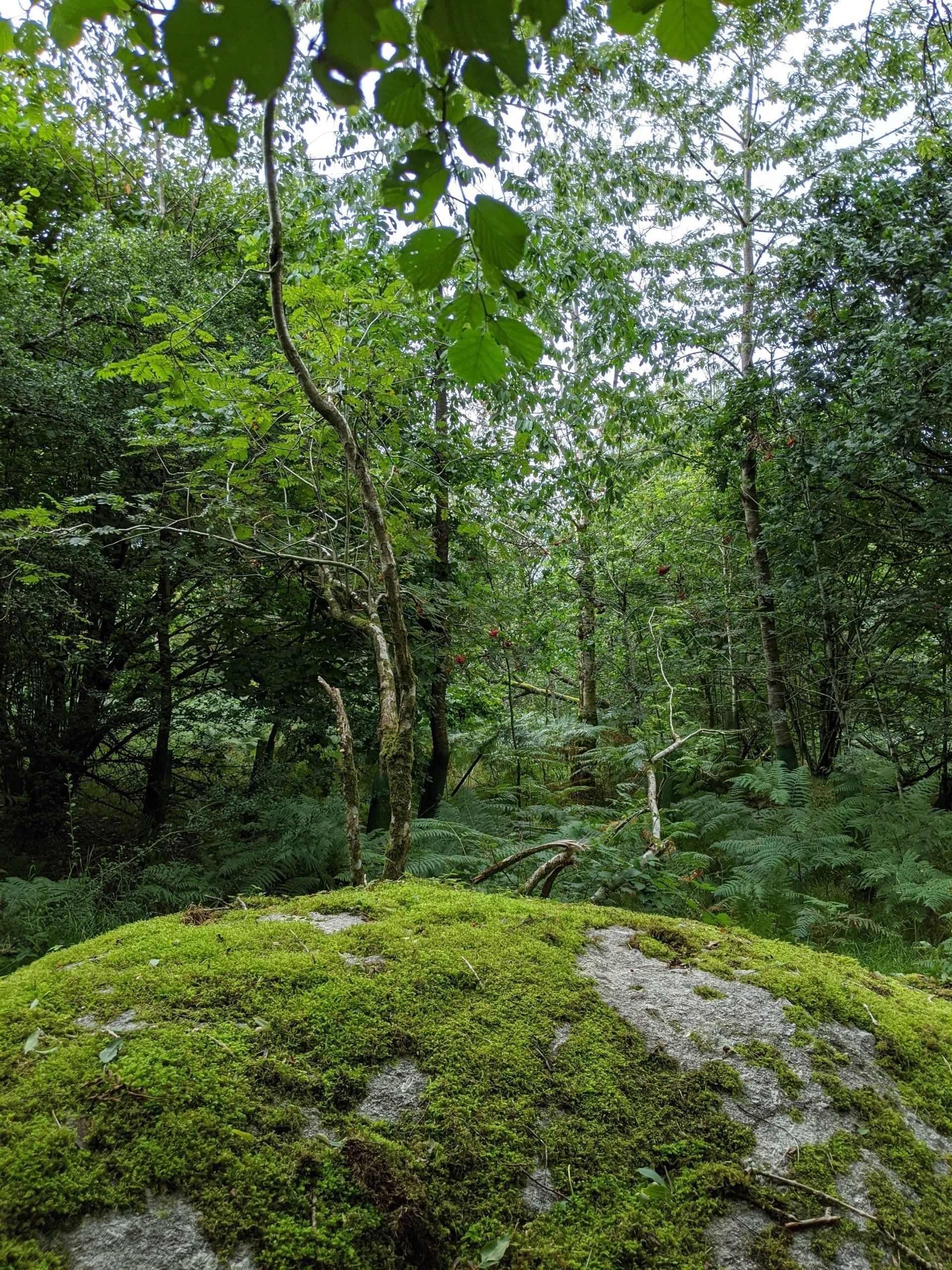 Woodland Gallery - Photograph by Sue Cartwright, Spiral Leaf