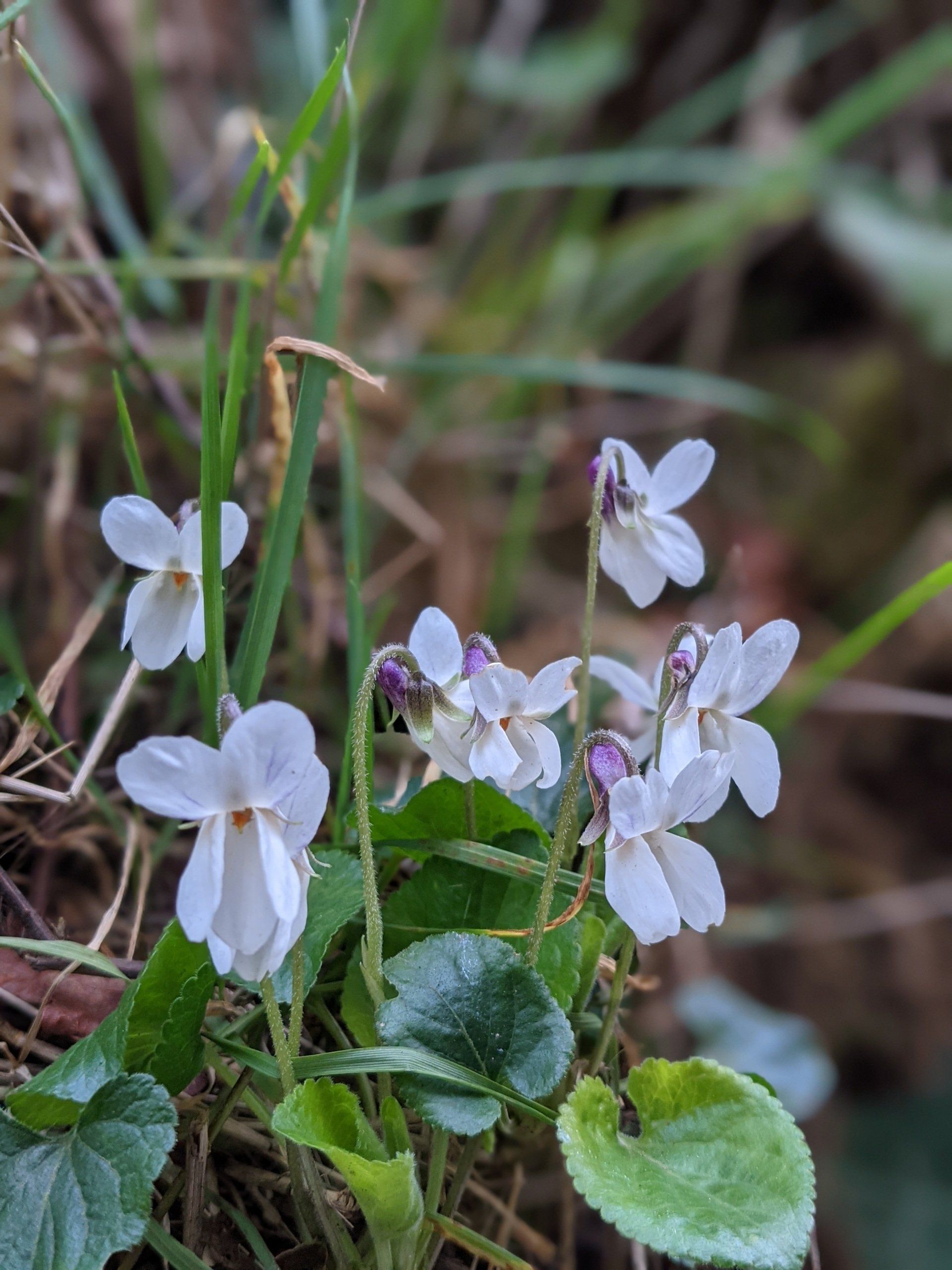 Wildflowers Gallery - Photograph by Sue Cartwright, Spiral Leaf
