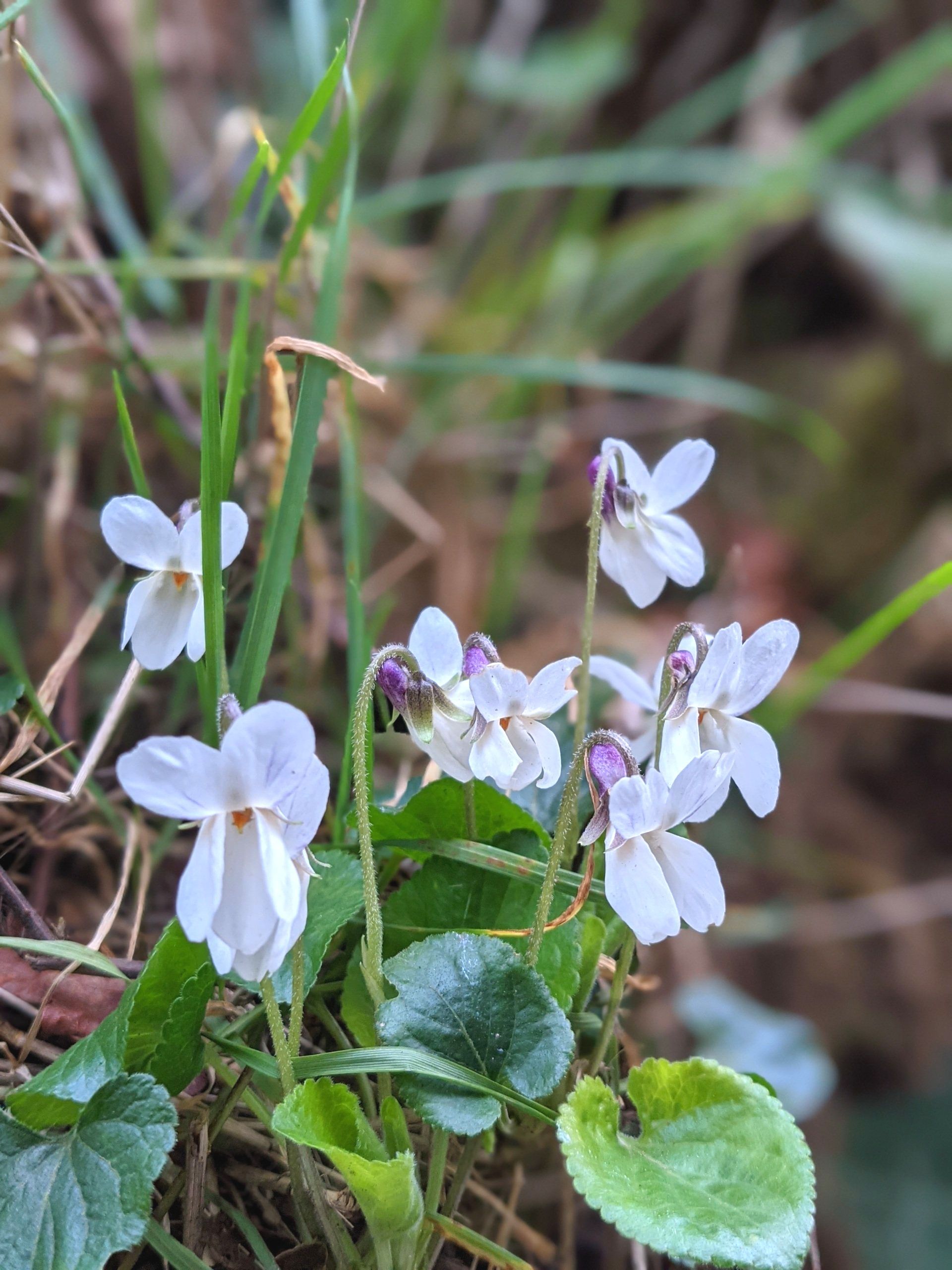 Wildflowers Gallery - Photograph by Sue Cartwright, Spiral Leaf
