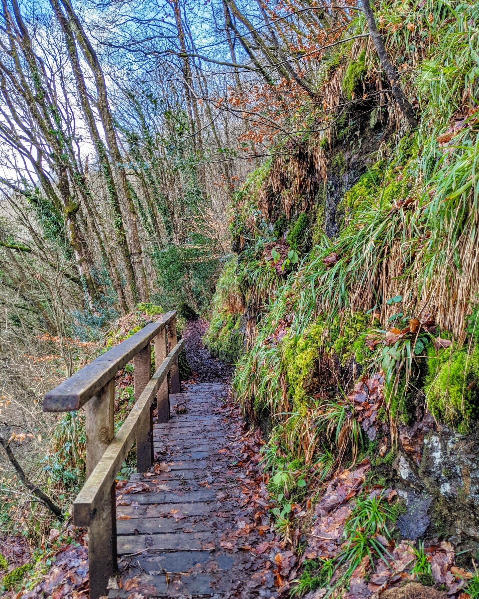 Riverside Gallery - Photograph by Sue Cartwright, Spiral Leaf