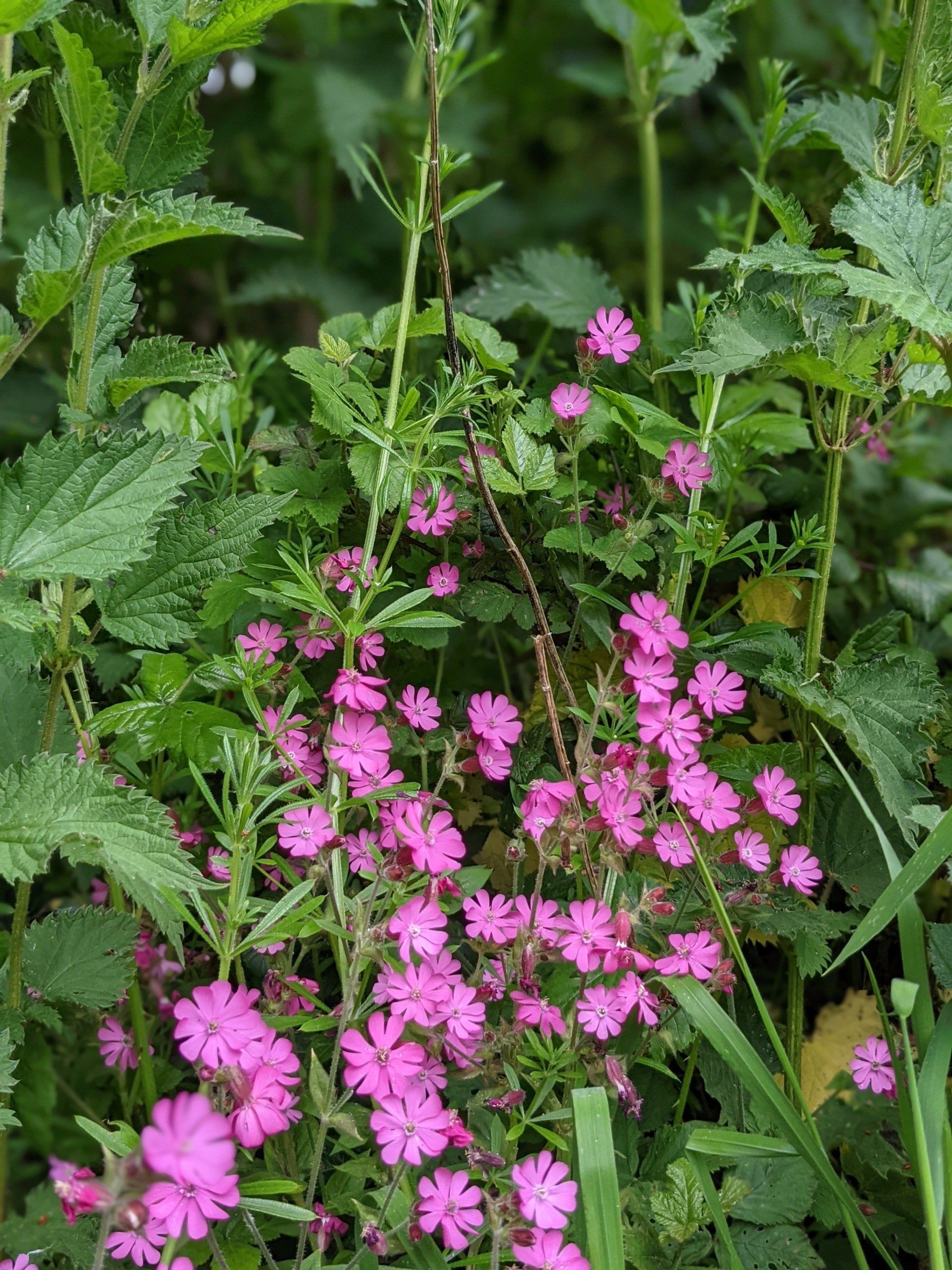 Wildflowers Gallery - Photograph by Sue Cartwright, Spiral Leaf
