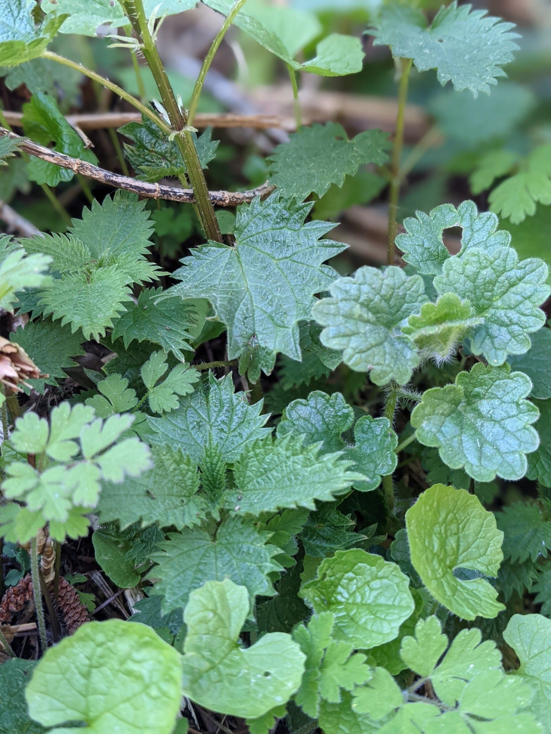 Lemon Herbal Cleanse - A Remedy by Sue Cartwright, Spiral Leaf