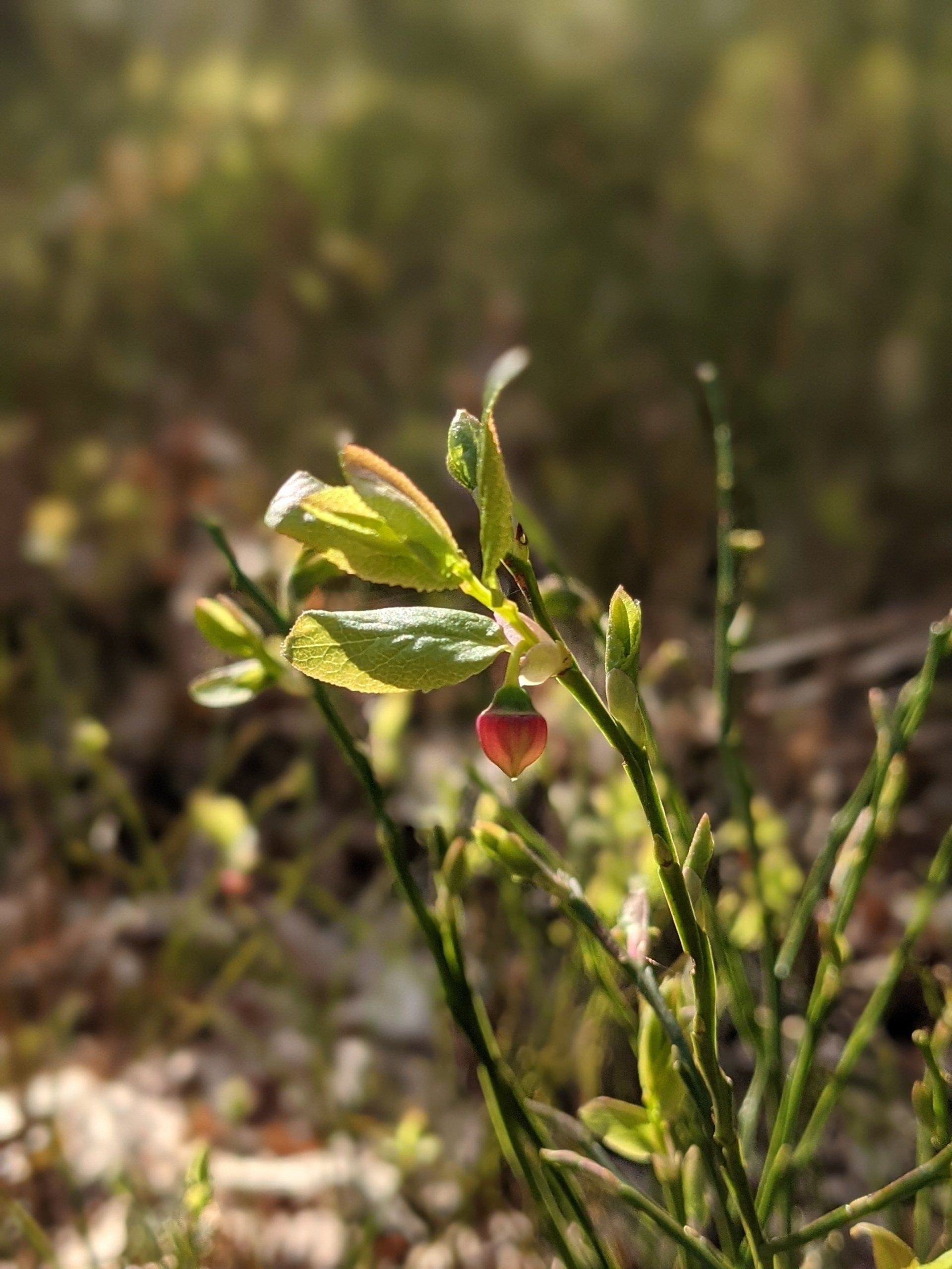 Moorland Gallery - Photograph by Sue Cartwright, Spiral Leaf