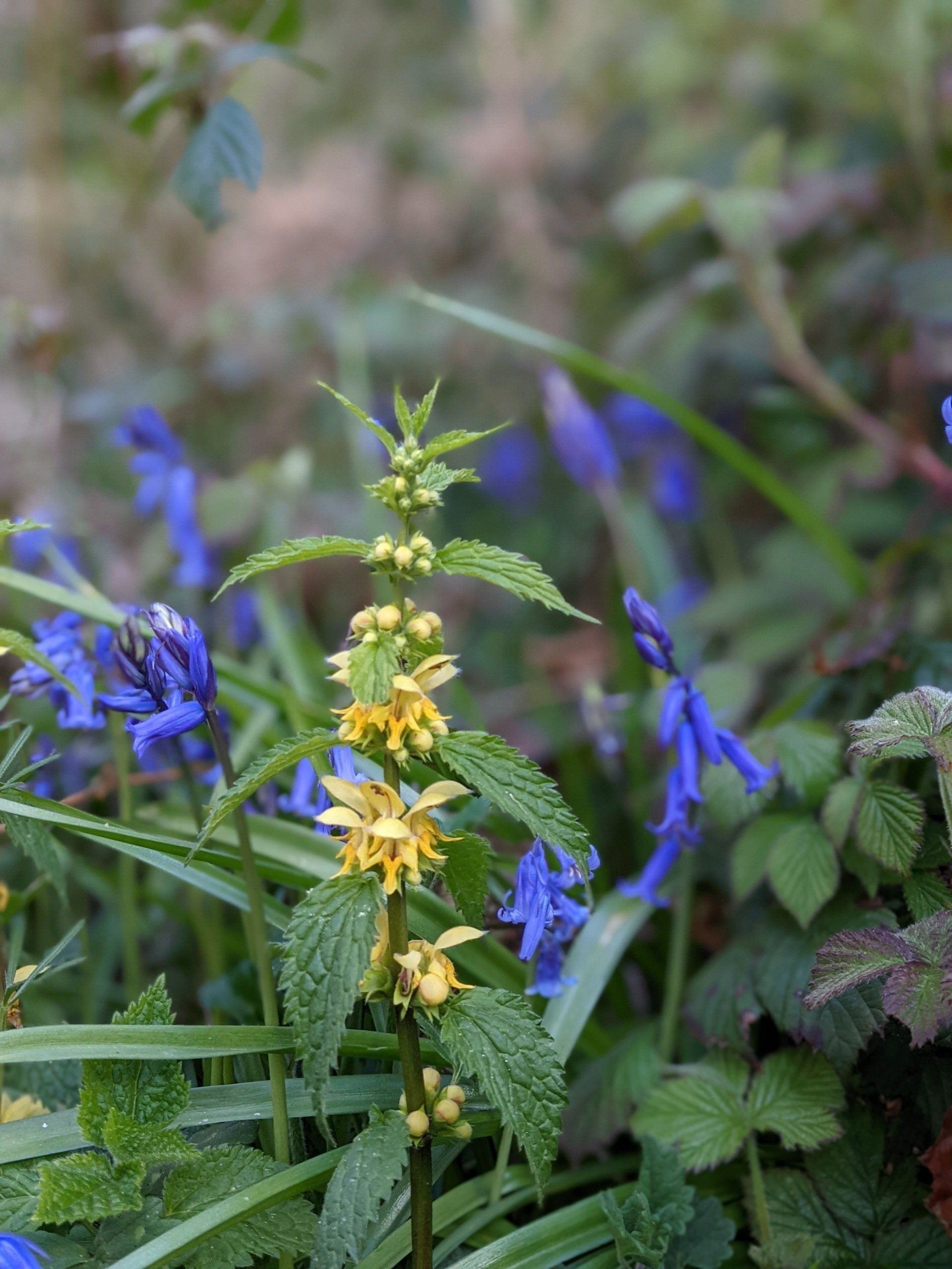 Wildflowers Gallery - Photograph by Sue Cartwright, Spiral Leaf