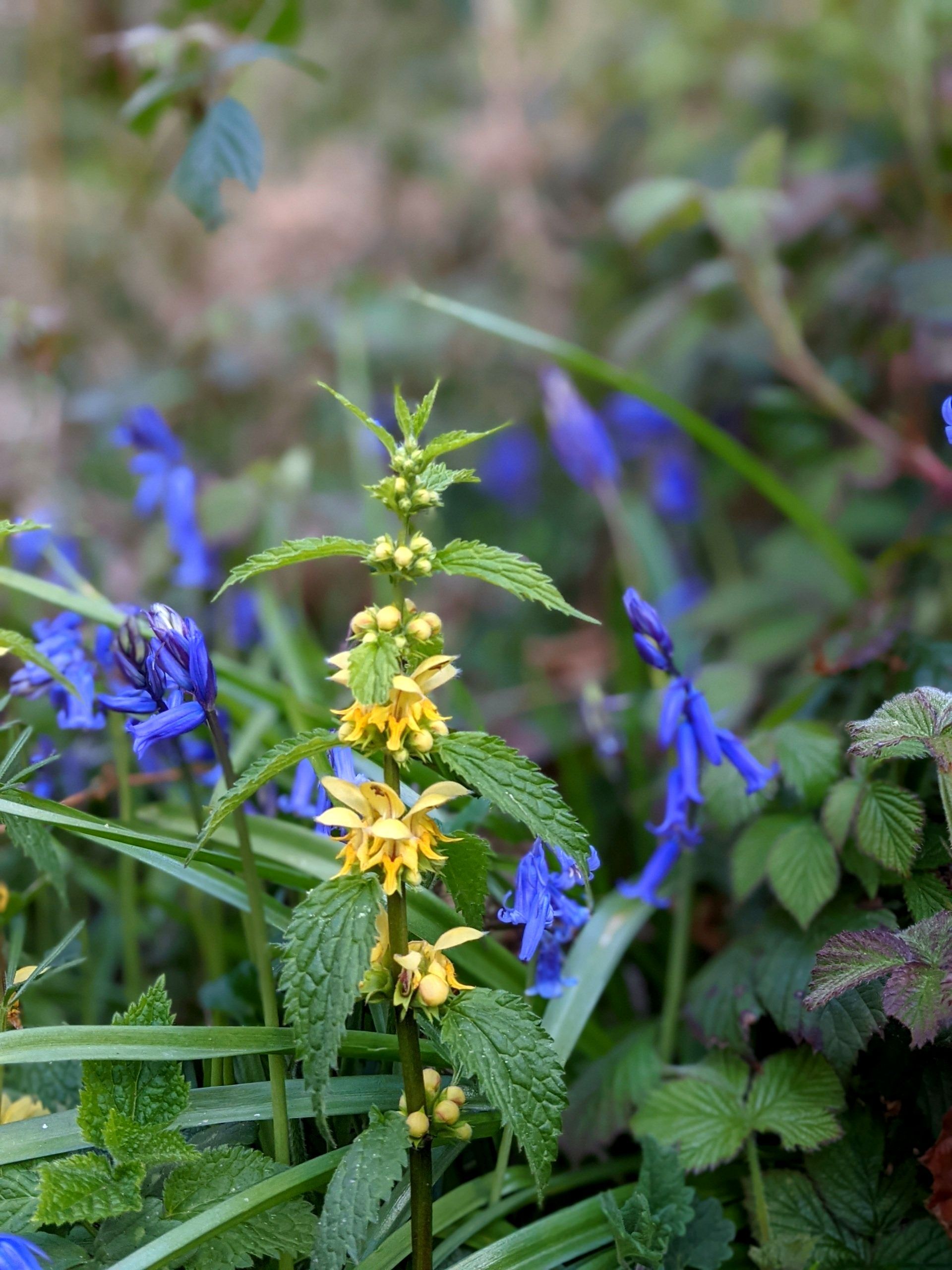 Wildflowers Gallery - Photograph by Sue Cartwright, Spiral Leaf