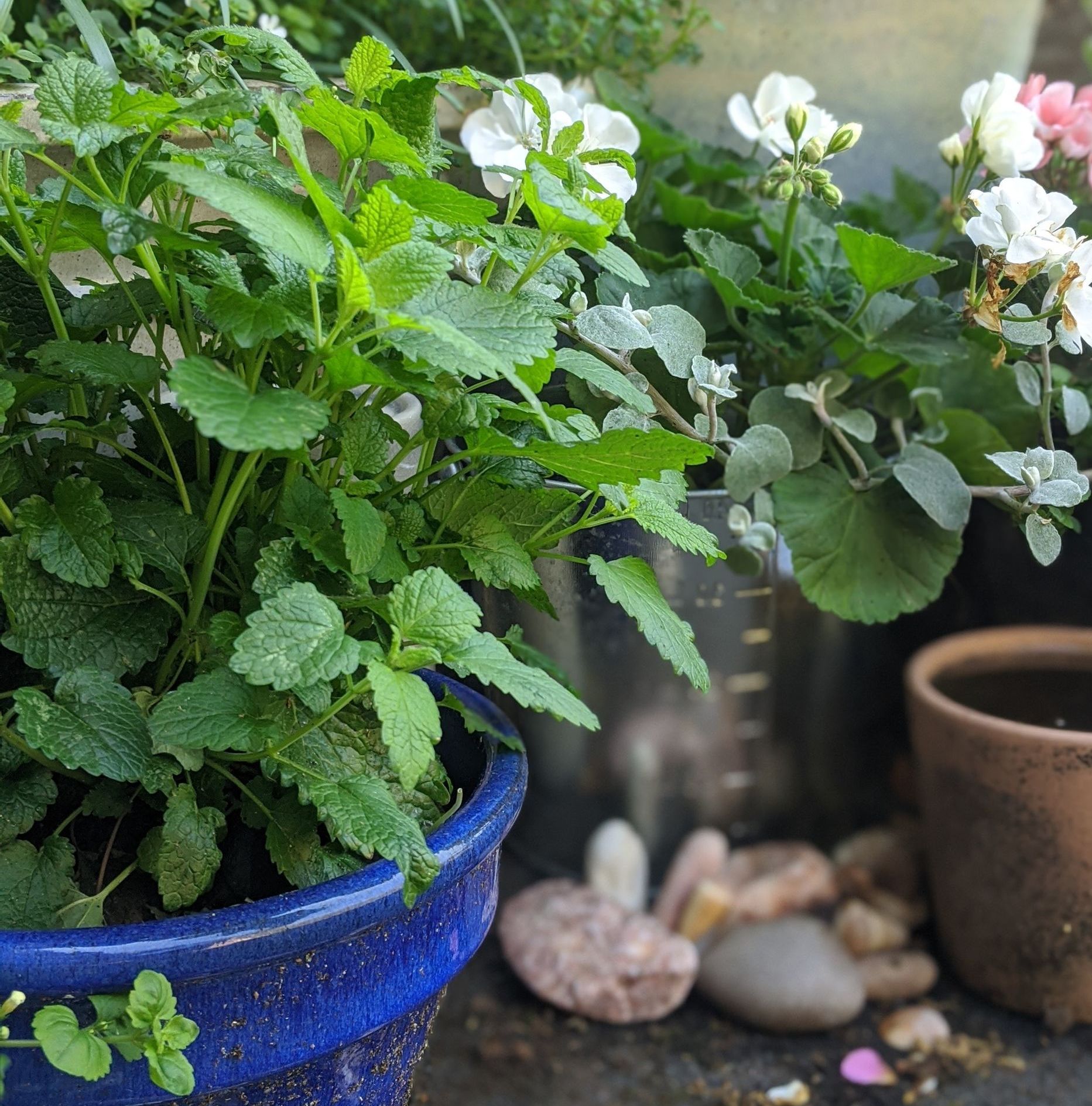 Sacred Space Gallery - Photographs by Sue Cartwright, Spiral Leaf