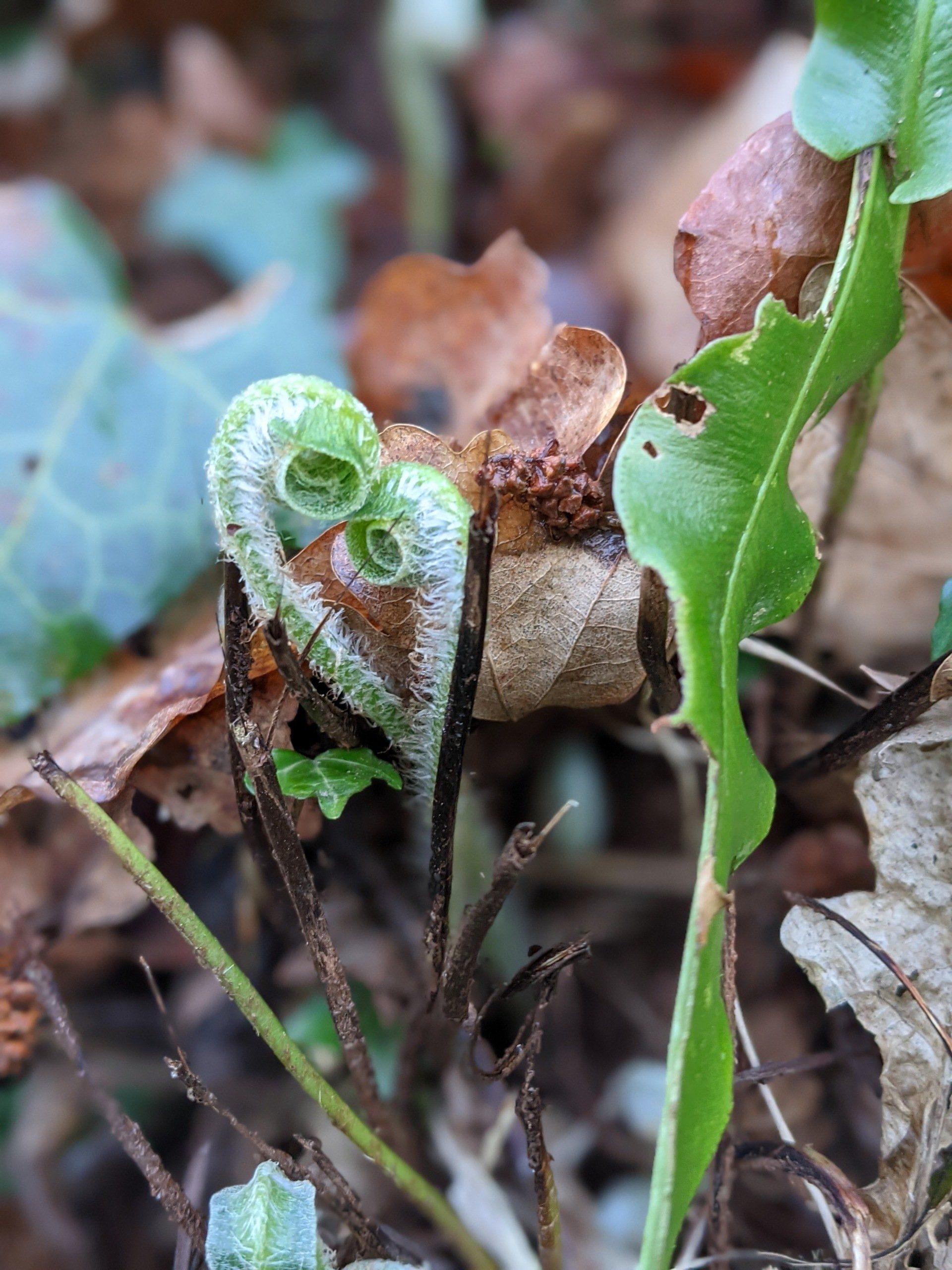 Spirals in Motion - A Poem by Sue Cartwright, Spiral Leaf