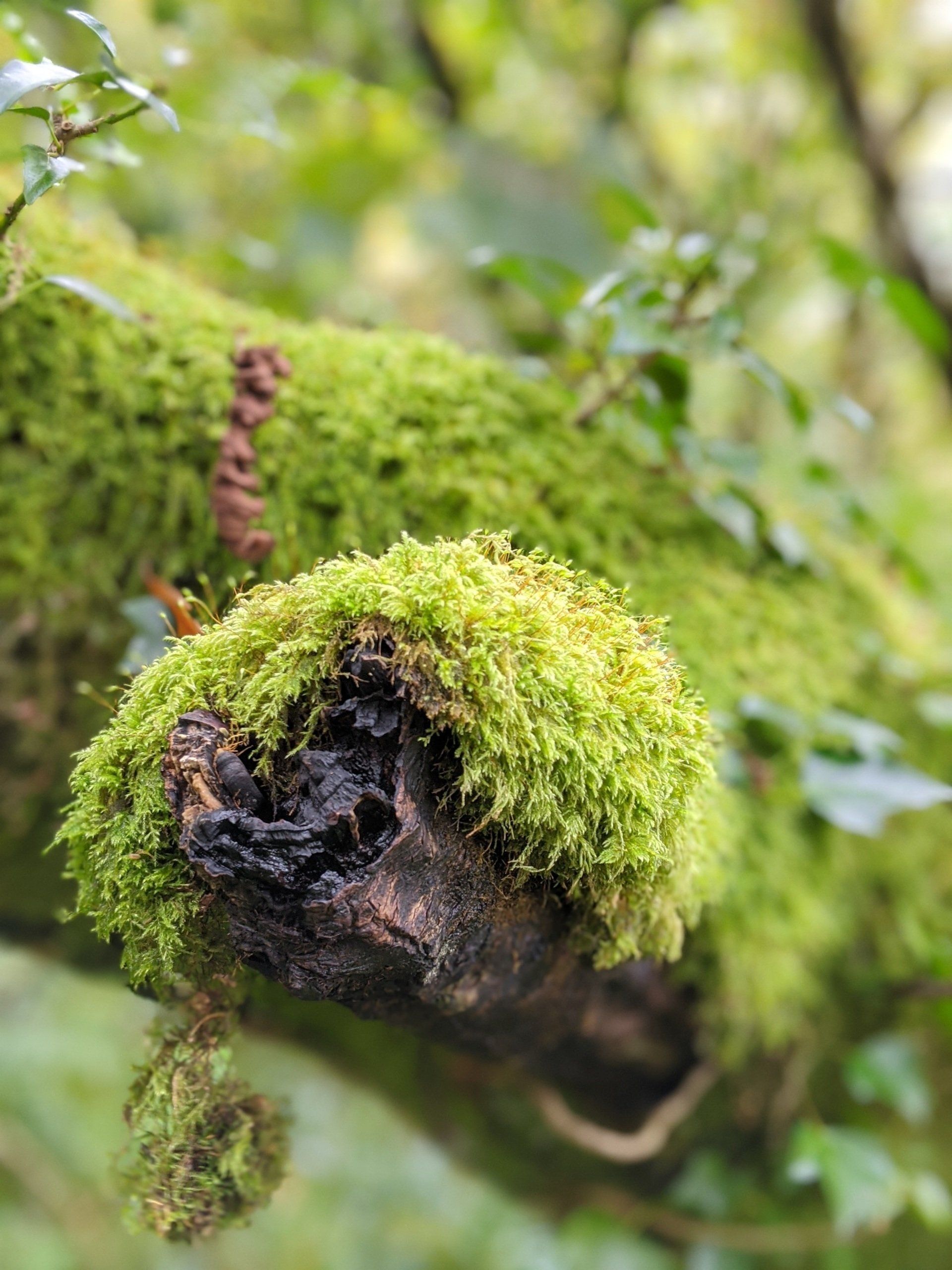 Riverside Gallery - Photograph by Sue Cartwright, Spiral Leaf