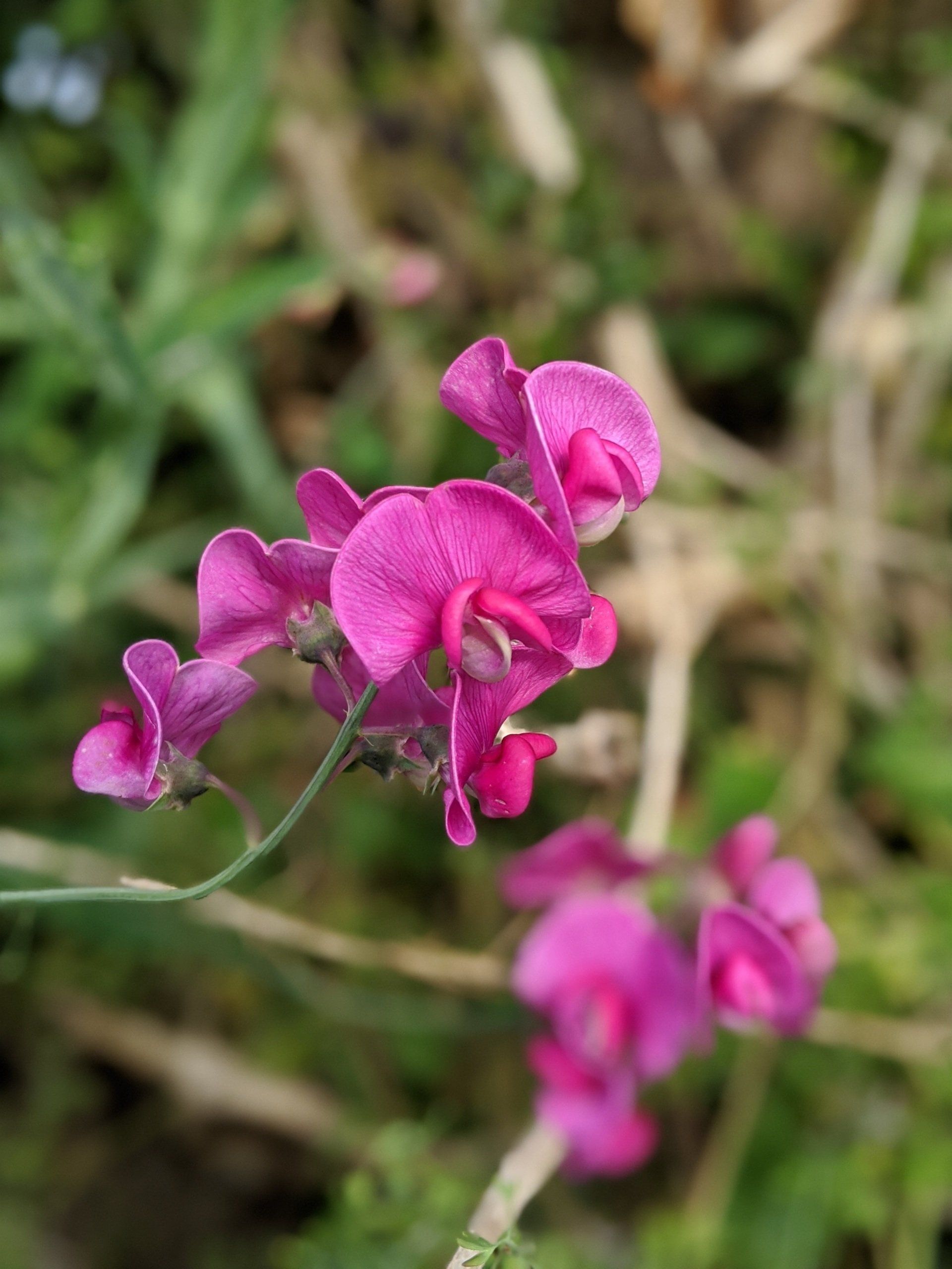 Summer Sun Gallery - Photographs by Sue Cartwright, Spiral Leaf