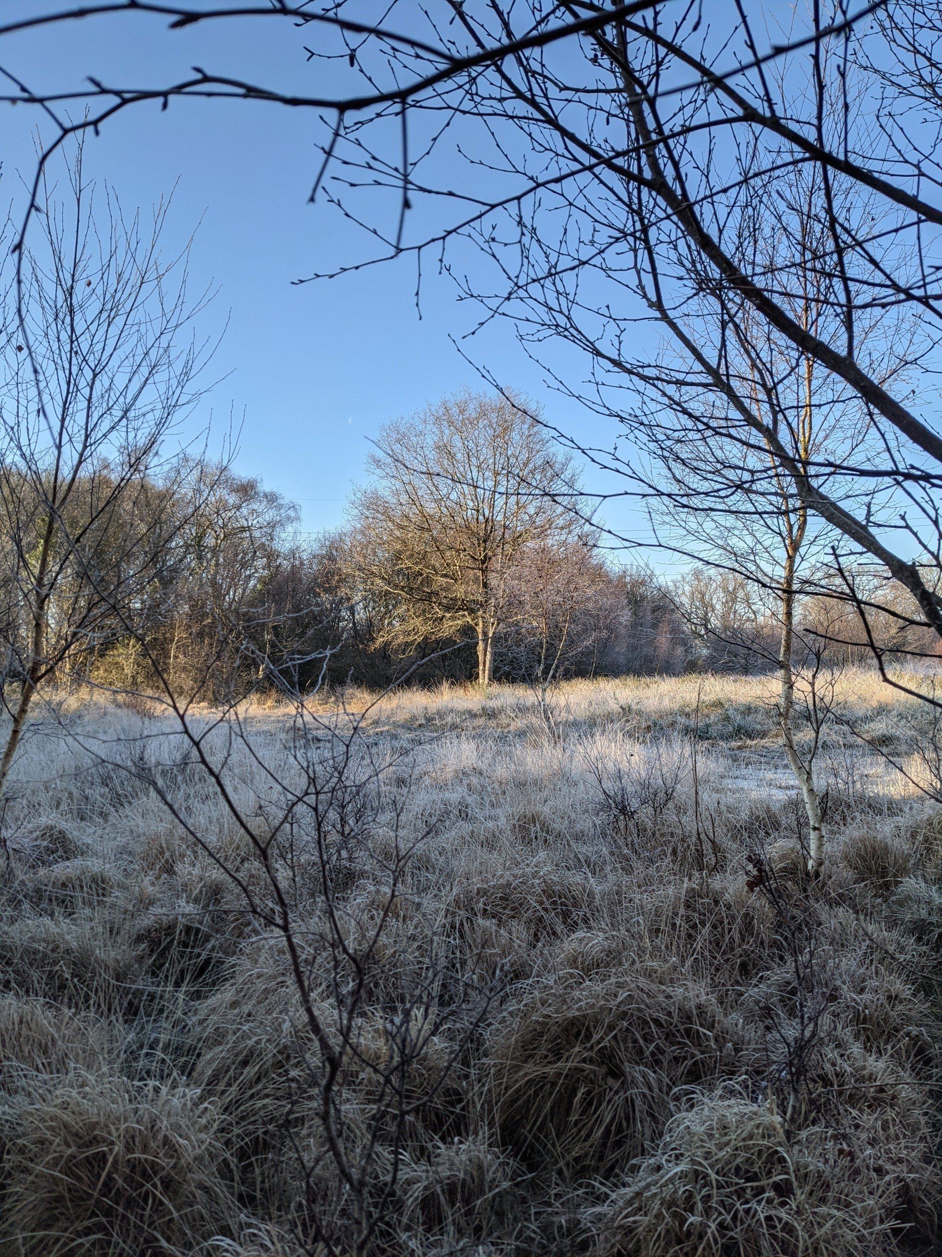 Heathland Gallery by Sue Cartwright, Spiral Leaf