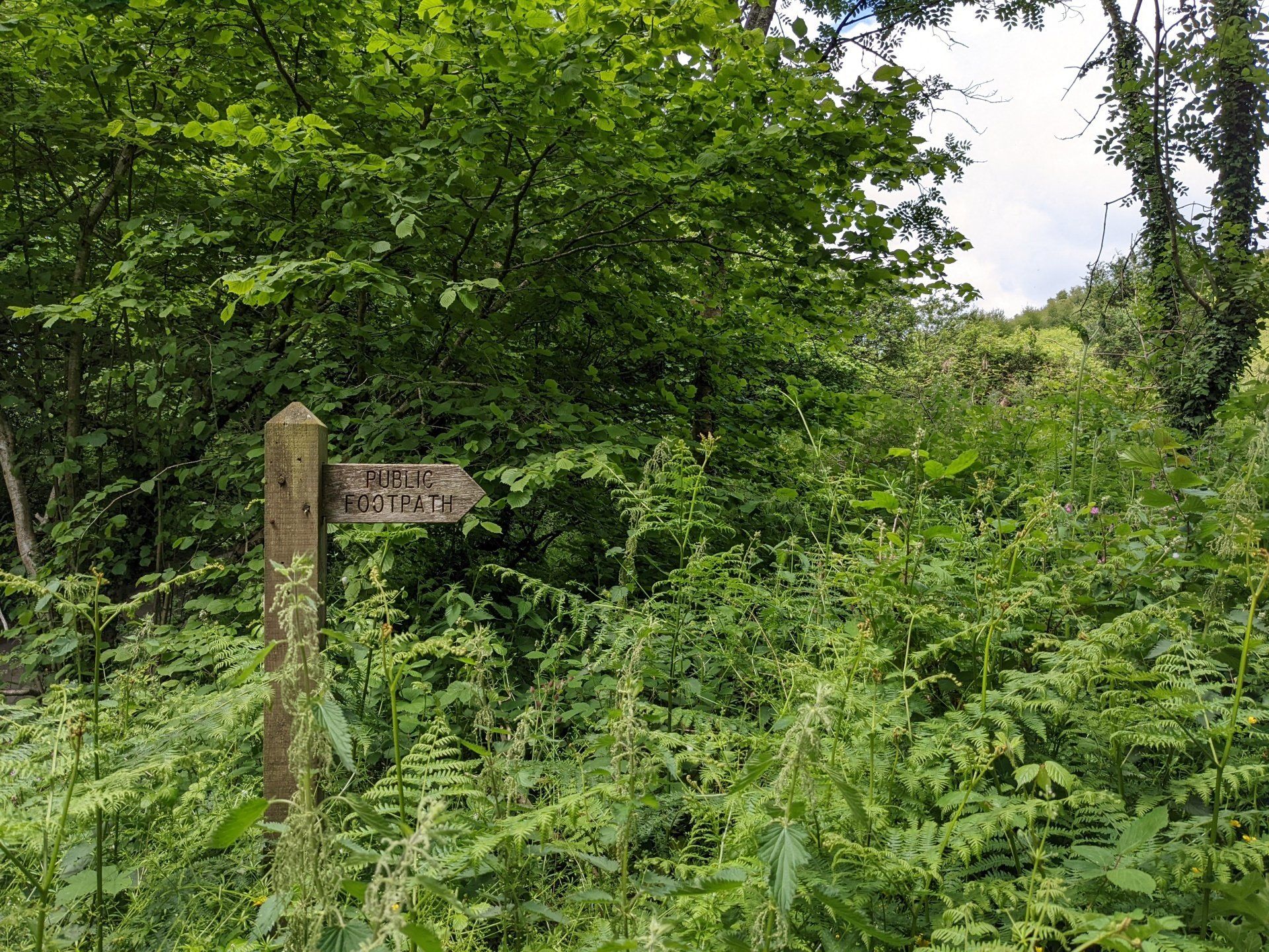 Where To Find Nature by Sue Cartwright, Spiral Leaf