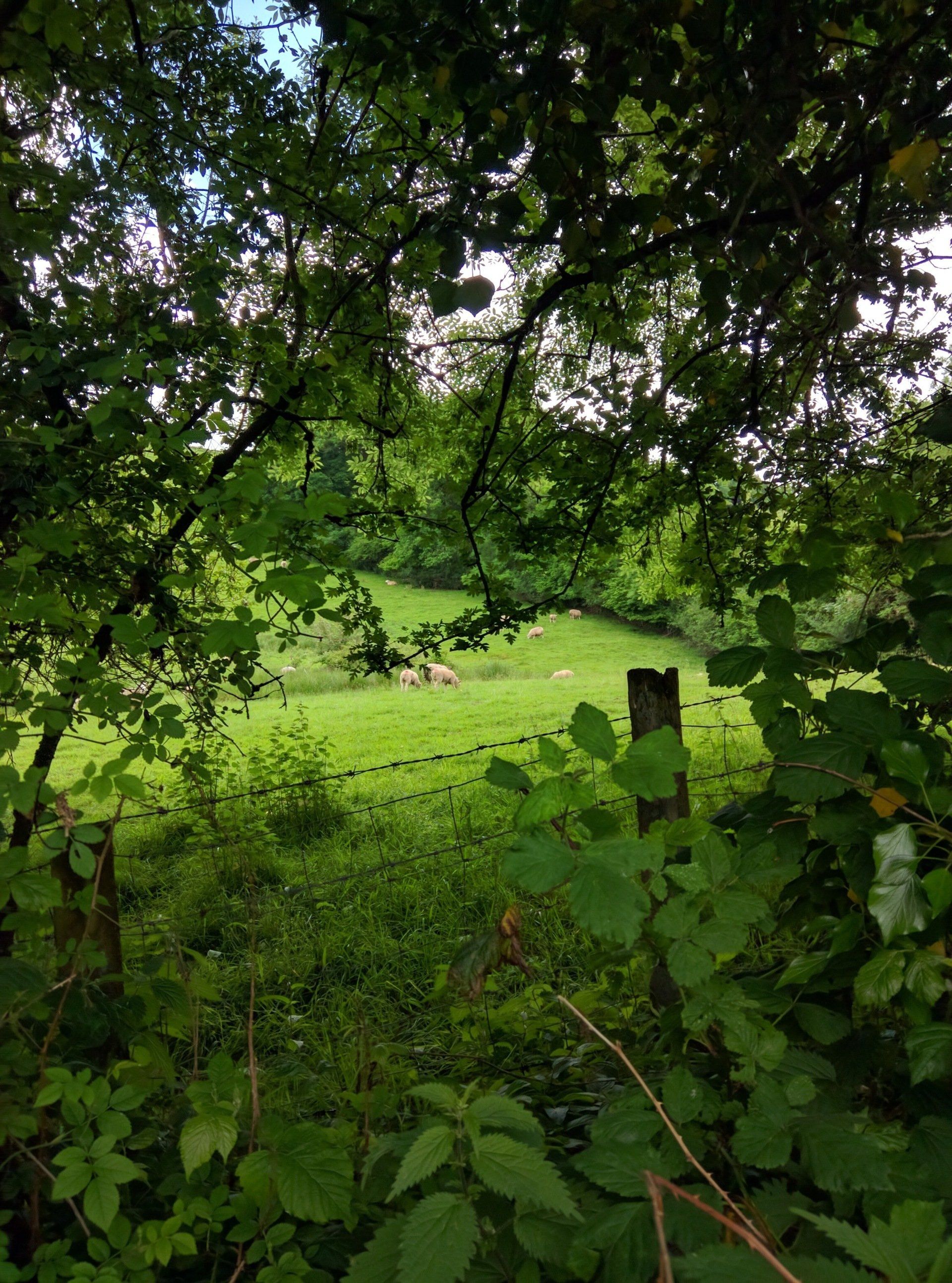Hedgerows Gallery - Photograph by Sue Cartwright, Spiral Leaf