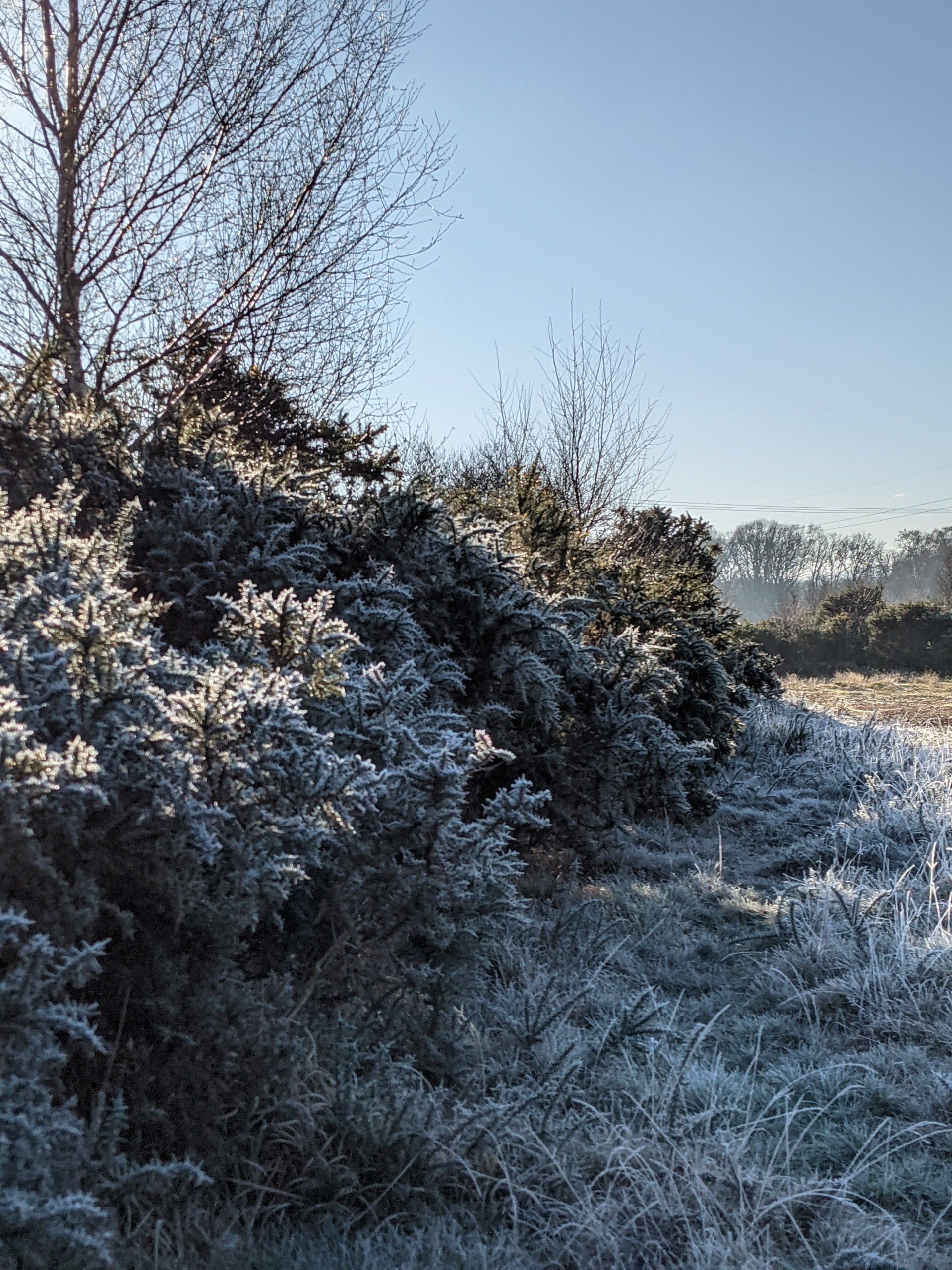 Healthland Gallery - Photograph by Sue Cartwright, Spiral Leaf