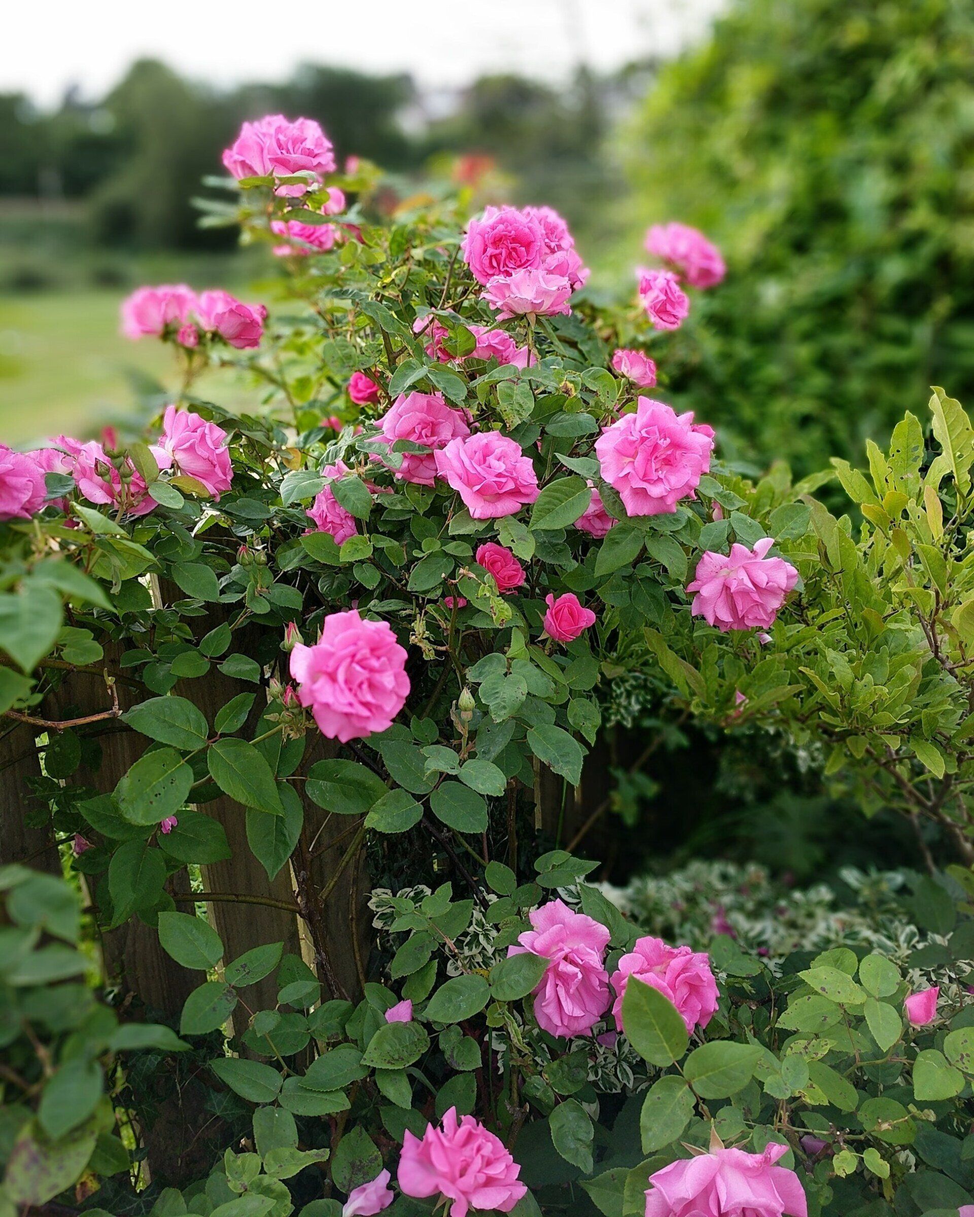 Lovely Lady Roses by Pat Cartwright, In Loving Memory