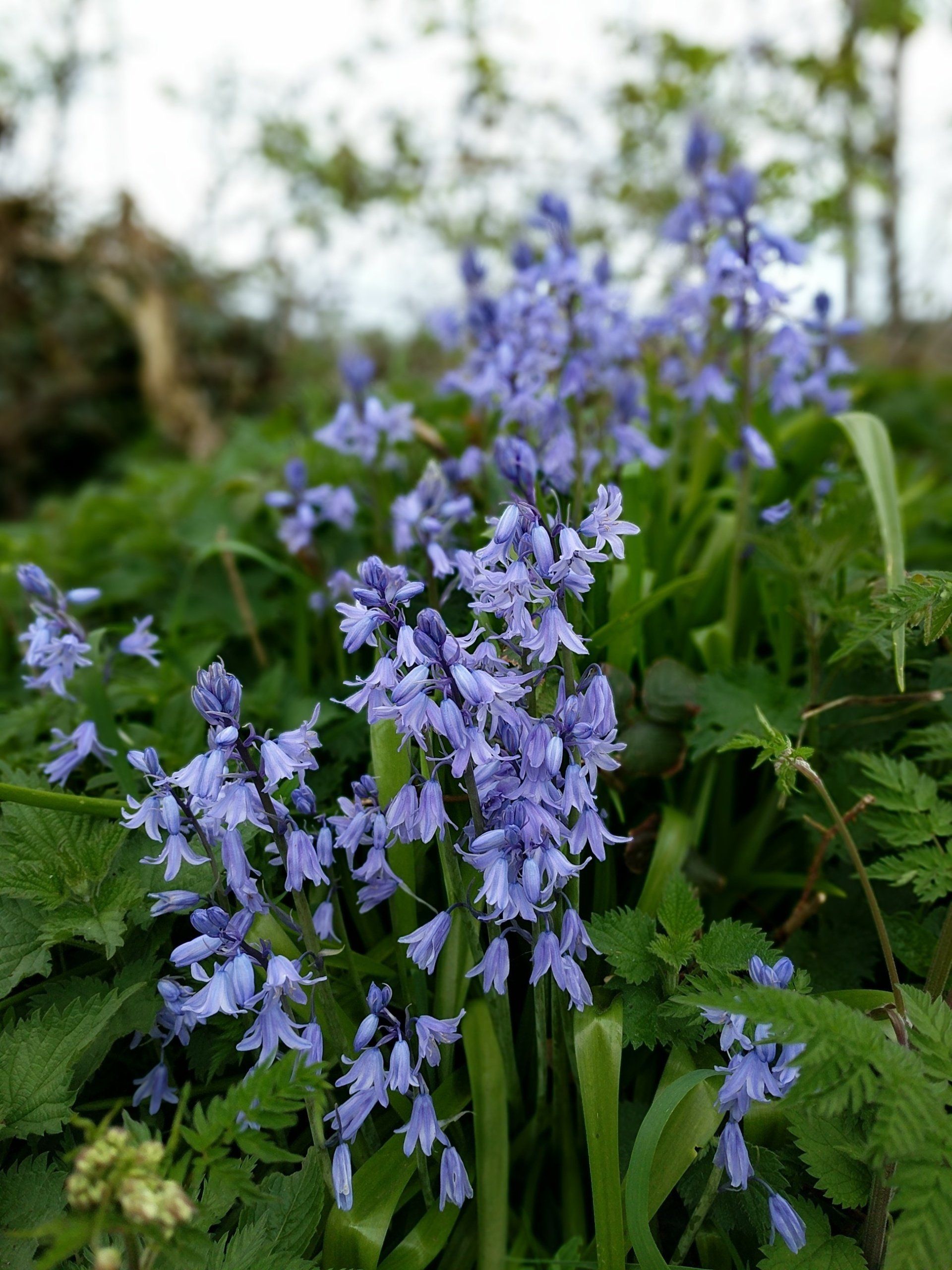 Wildflowers Gallery - Photograph by Sue Cartwright, Spiral Leaf