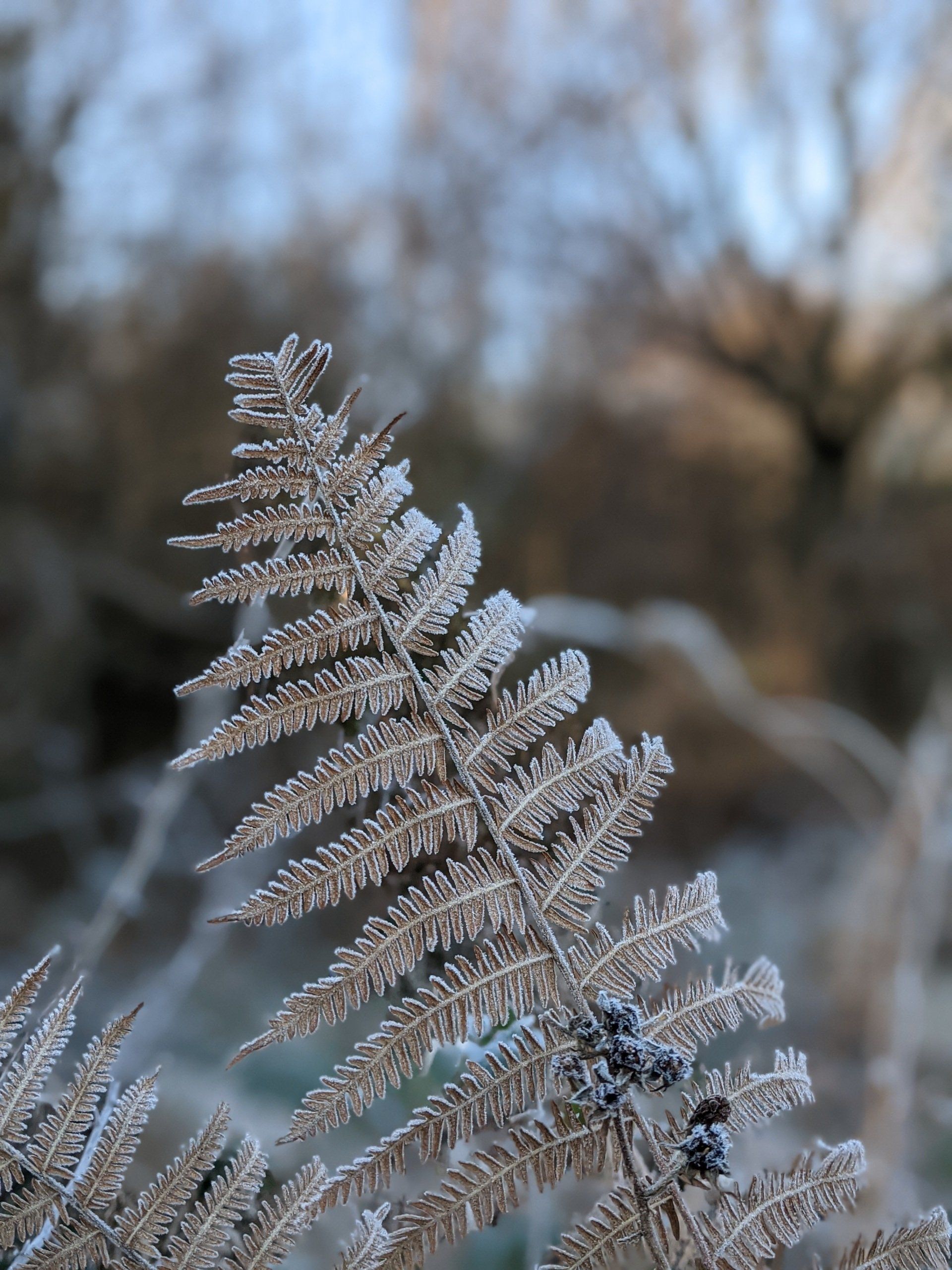 Healthland Gallery - Photograph by Sue Cartwright, Spiral Leaf