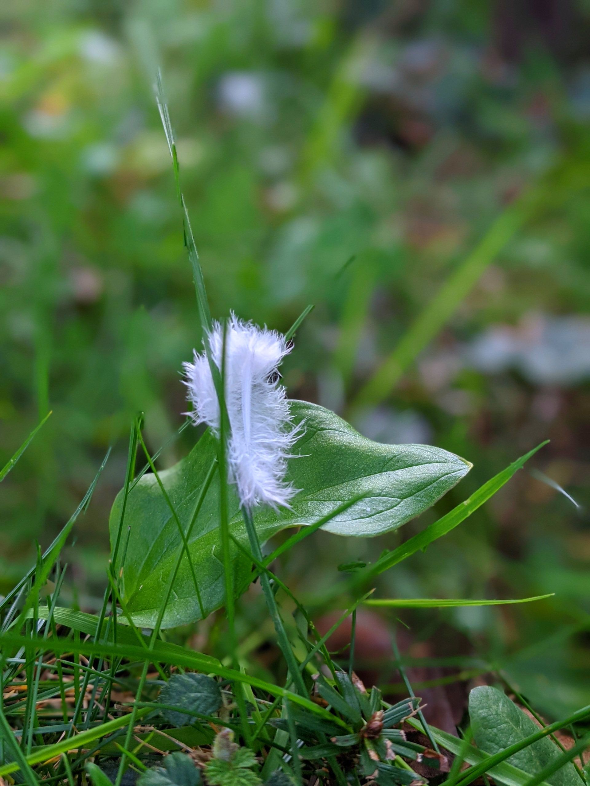 Inner Voice by Sue Cartwright, Spiral Leaf