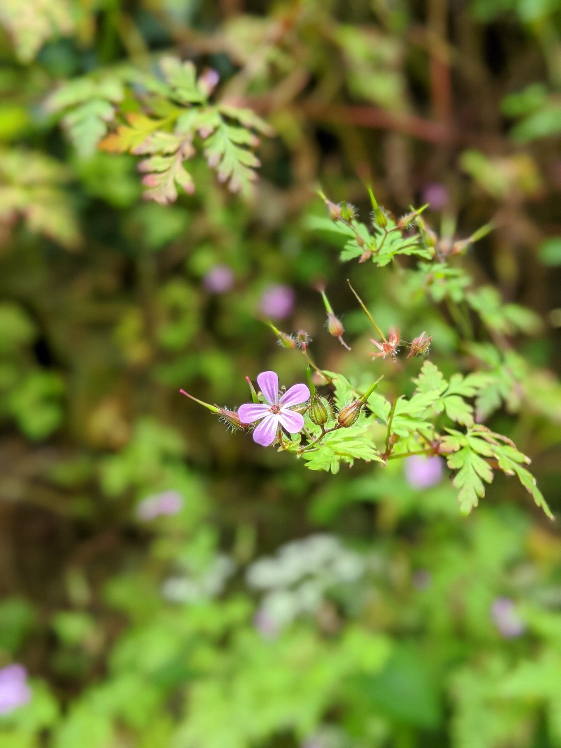 Wildflowers Gallery - Photograph by Sue Cartwright, Spiral Leaf