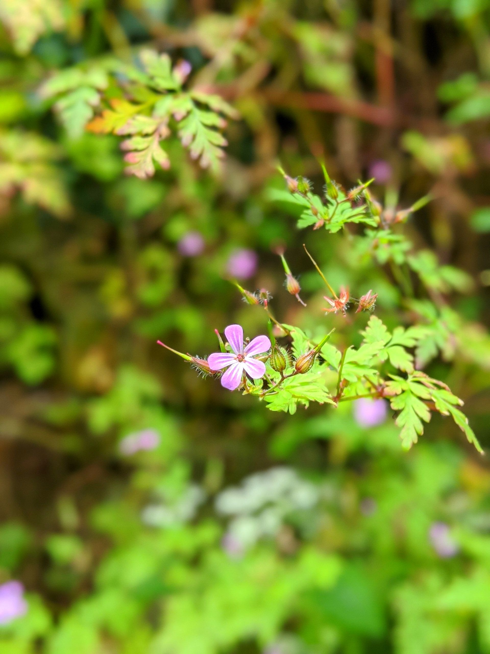 Wildflowers Gallery - Photograph by Sue Cartwright, Spiral Leaf