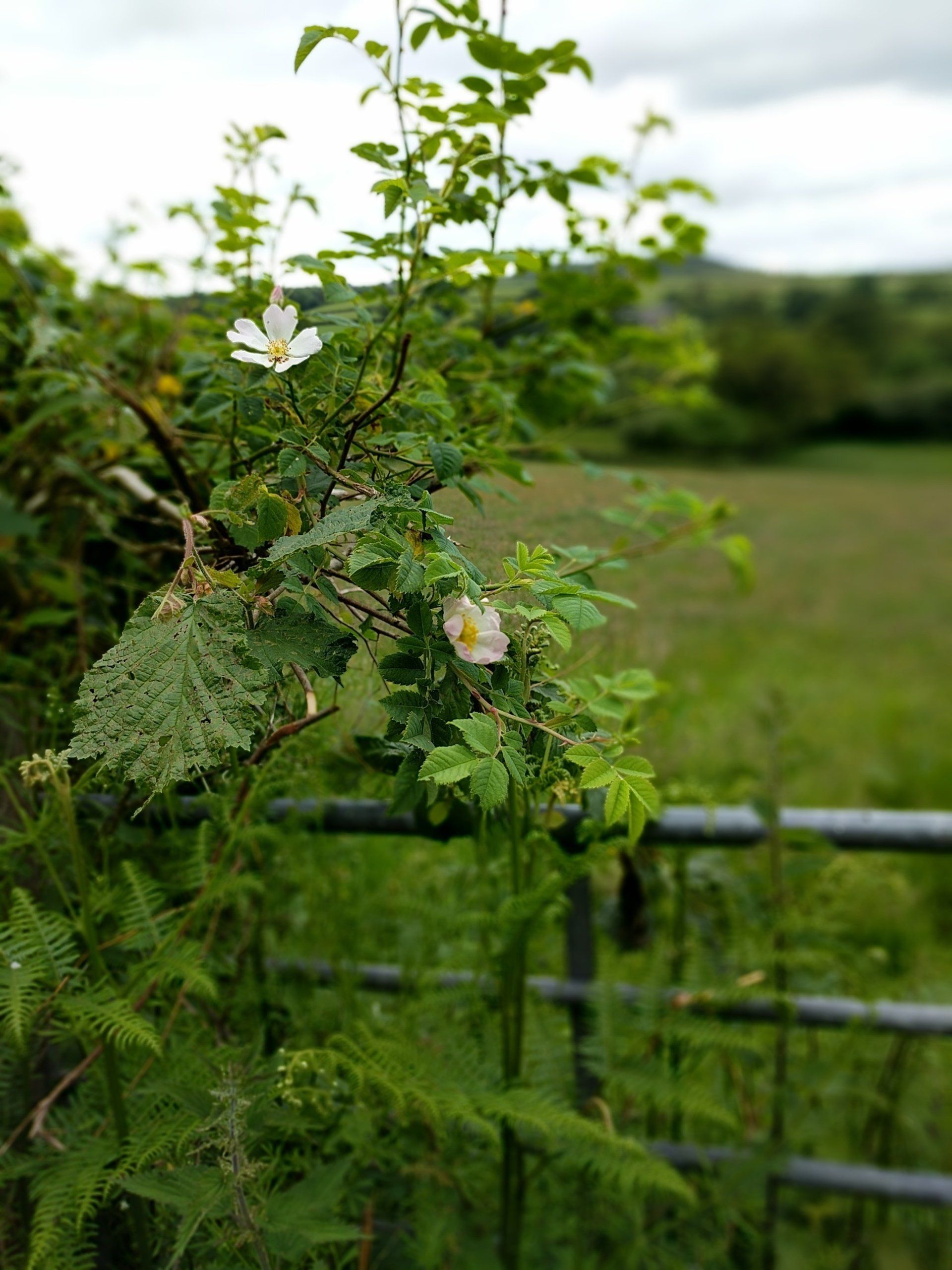 Hedgerows Gallery - Photograph by Sue Cartwright, Spiral Leaf