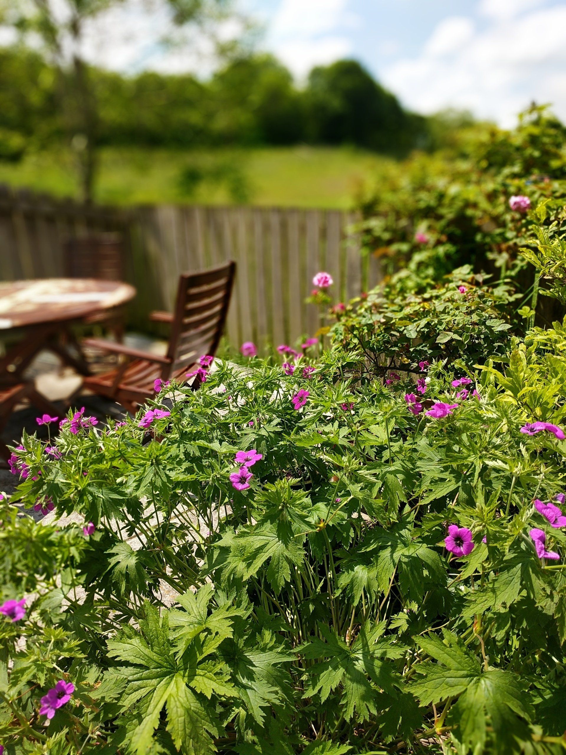A Garden to Heal - Photograph by Sue Cartwright, Spiral Leaf