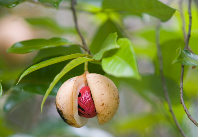 A Healing Spice (Nutmeg) by Sue Cartwright, Spiral Leaf A Healing Spice (Nutmeg) by Sue Cartwright, Spiral Leaf