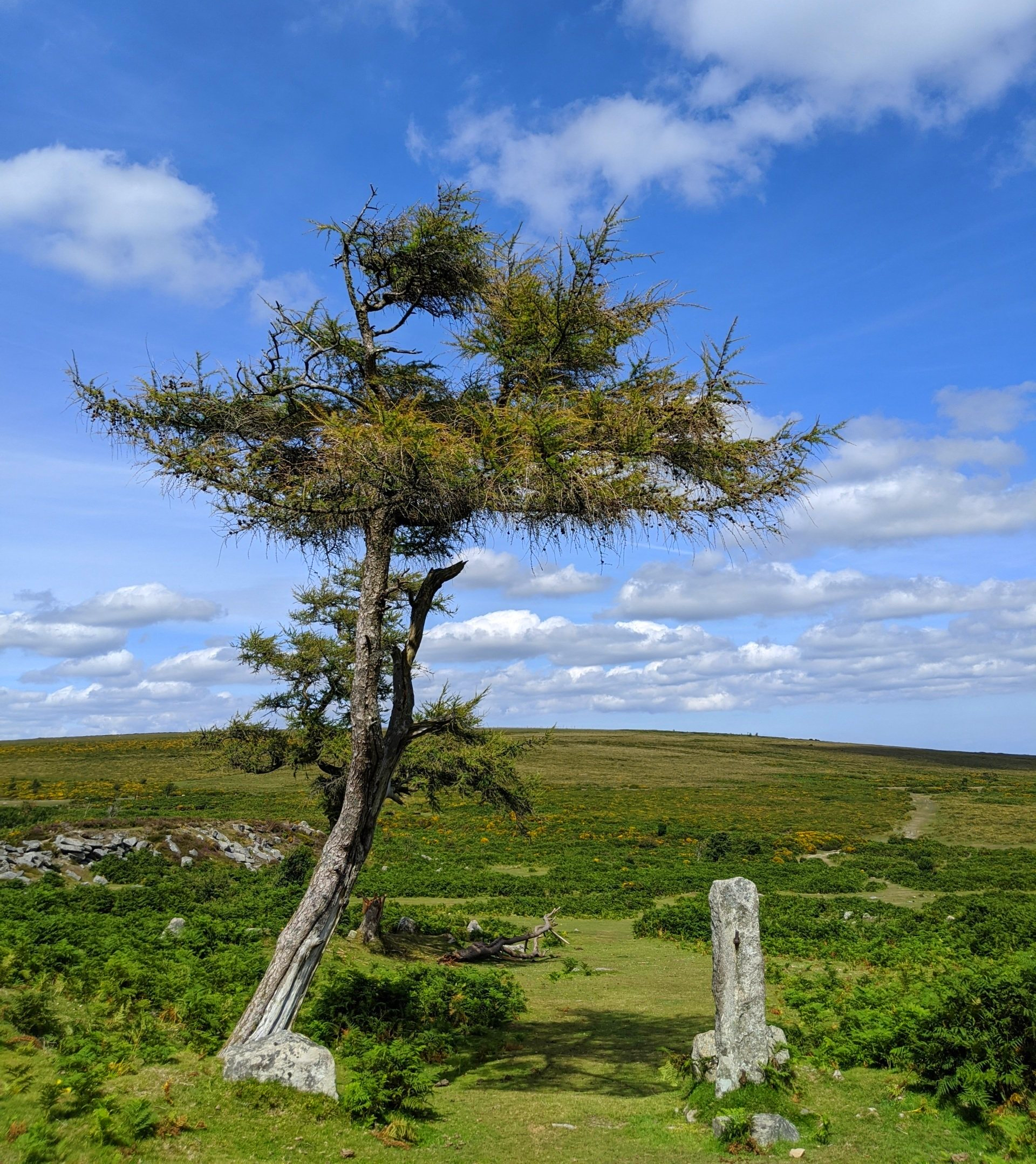 Summer Sun Gallery - Photographs by Sue Cartwright, Spiral Leaf