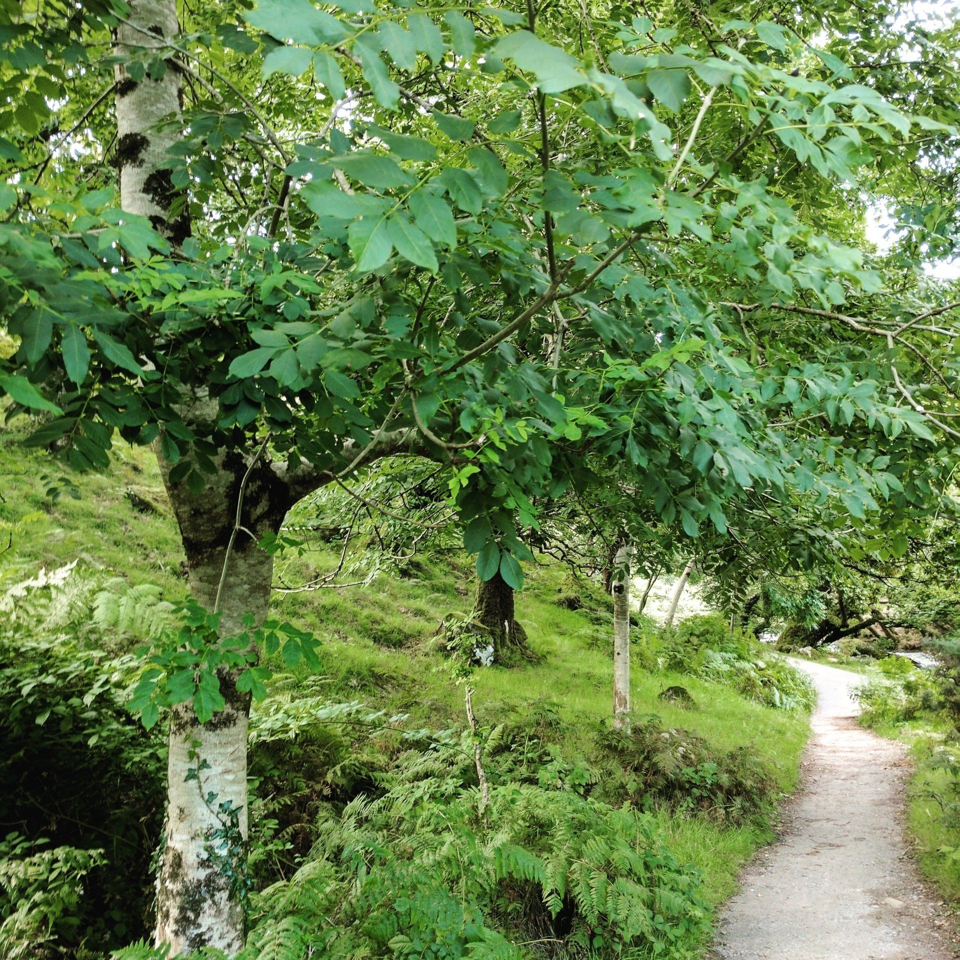 Riverside Gallery - Photograph by Sue Cartwright, Spiral Leaf