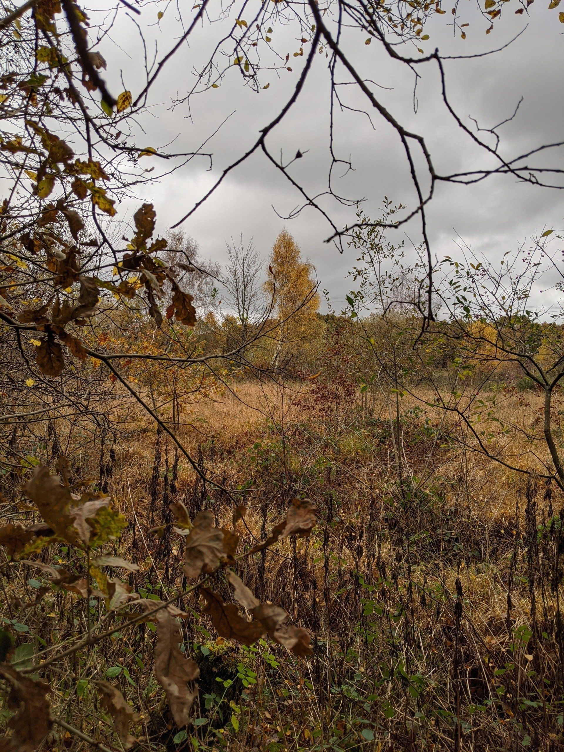 Healthland Gallery - Photograph by Sue Cartwright, Spiral Leaf