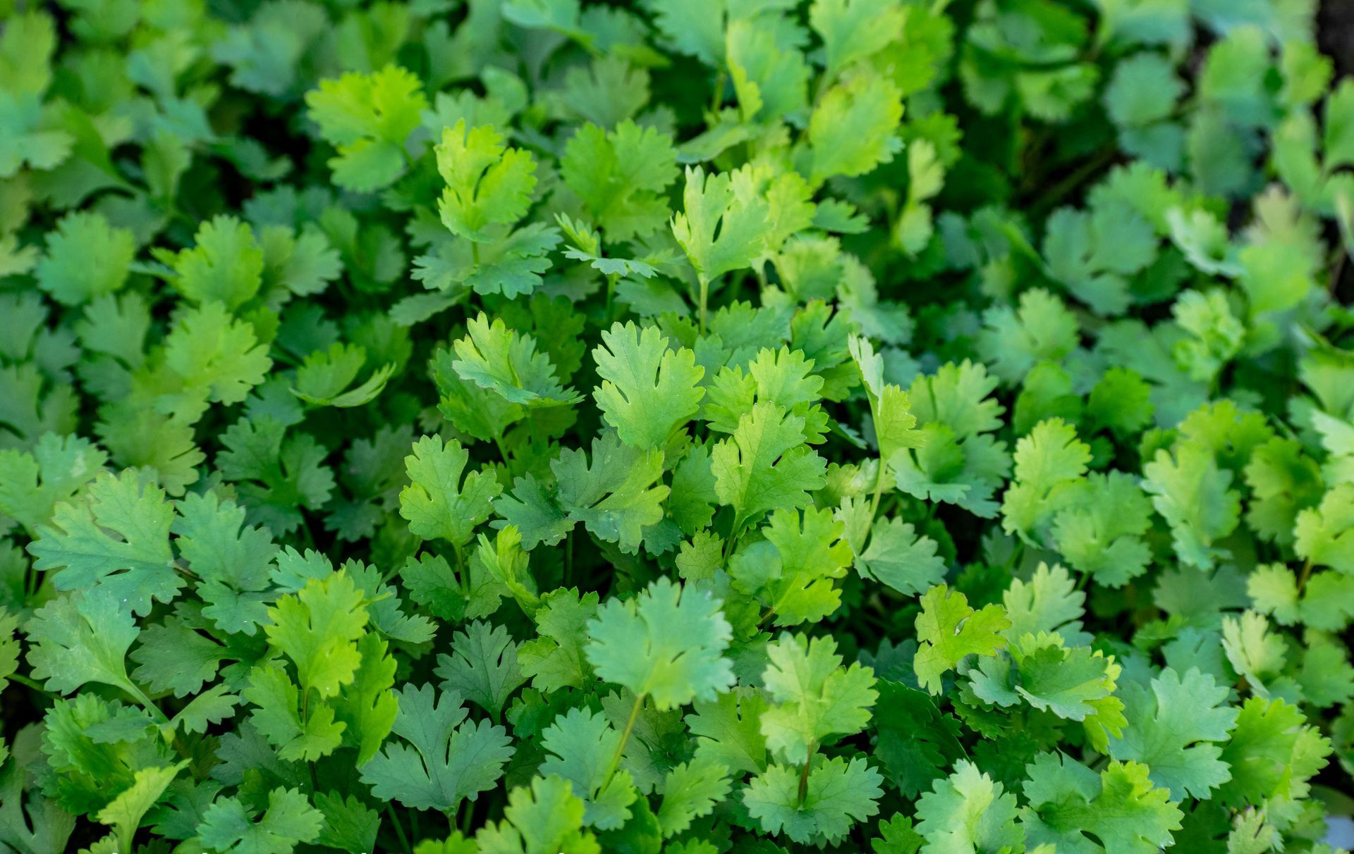 Coriander is a distinctive herb that contributes to overall wellbeing