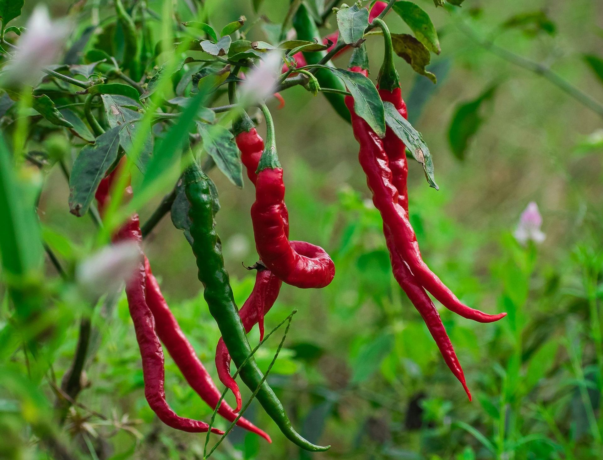 A Healing Spice (Cayenne Pepper) by Sue Cartwright, Spiral Leaf A Healing Spice (Cayenne Pepper) by Sue Cartwright, Spiral Leaf