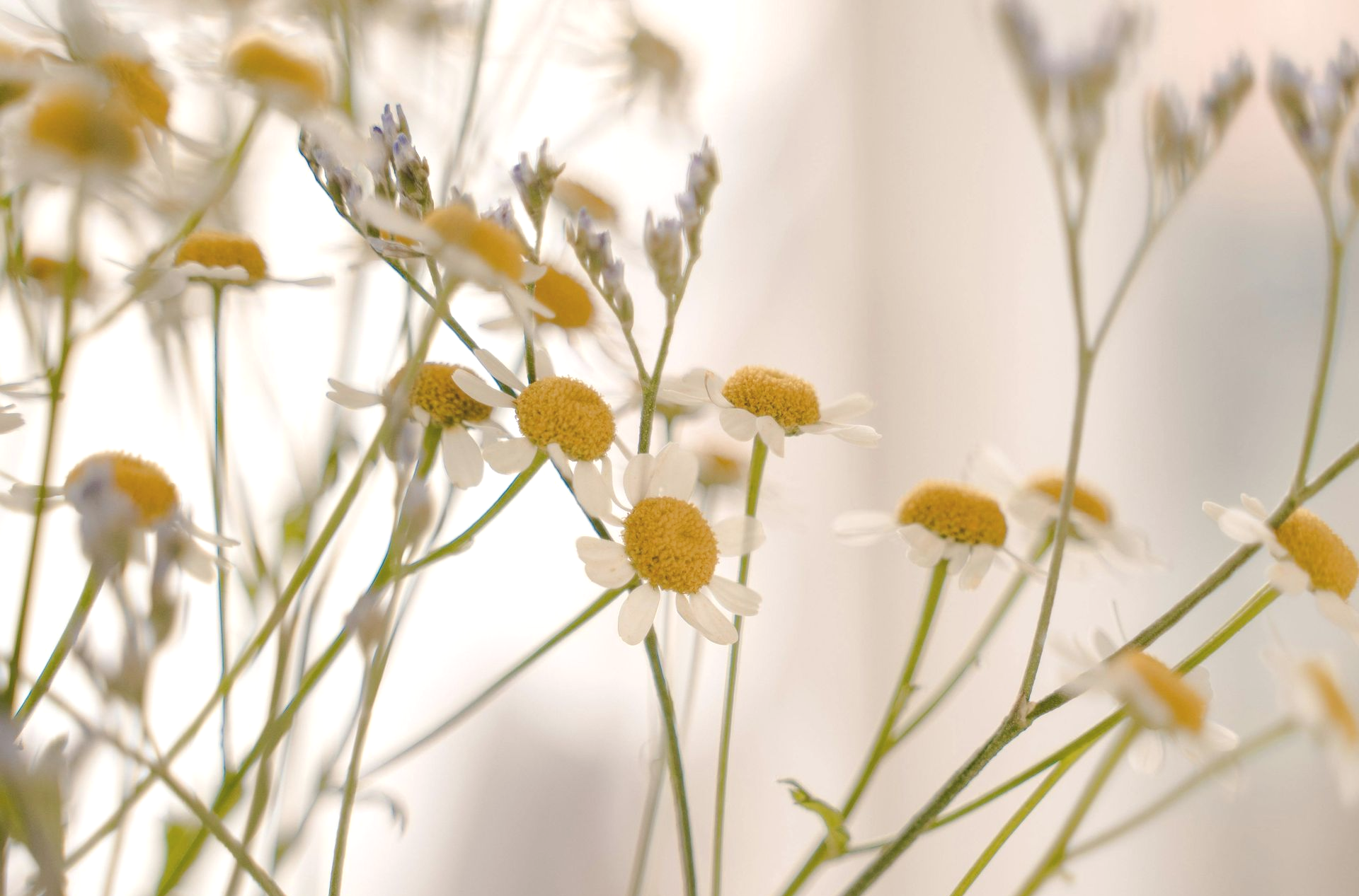 A Healing Herb (Chamomile) by Sue Cartwright, Spiral Leaf A Healing Herb (Chamomile) by Sue Cartwright, Spiral Leaf