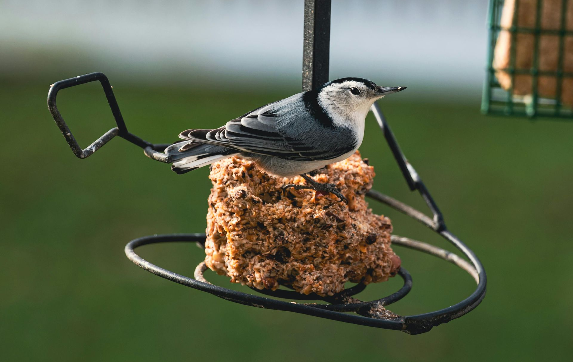 Welcome December (Almanac 2025) by Sue Cartwright, Spiral Leaf