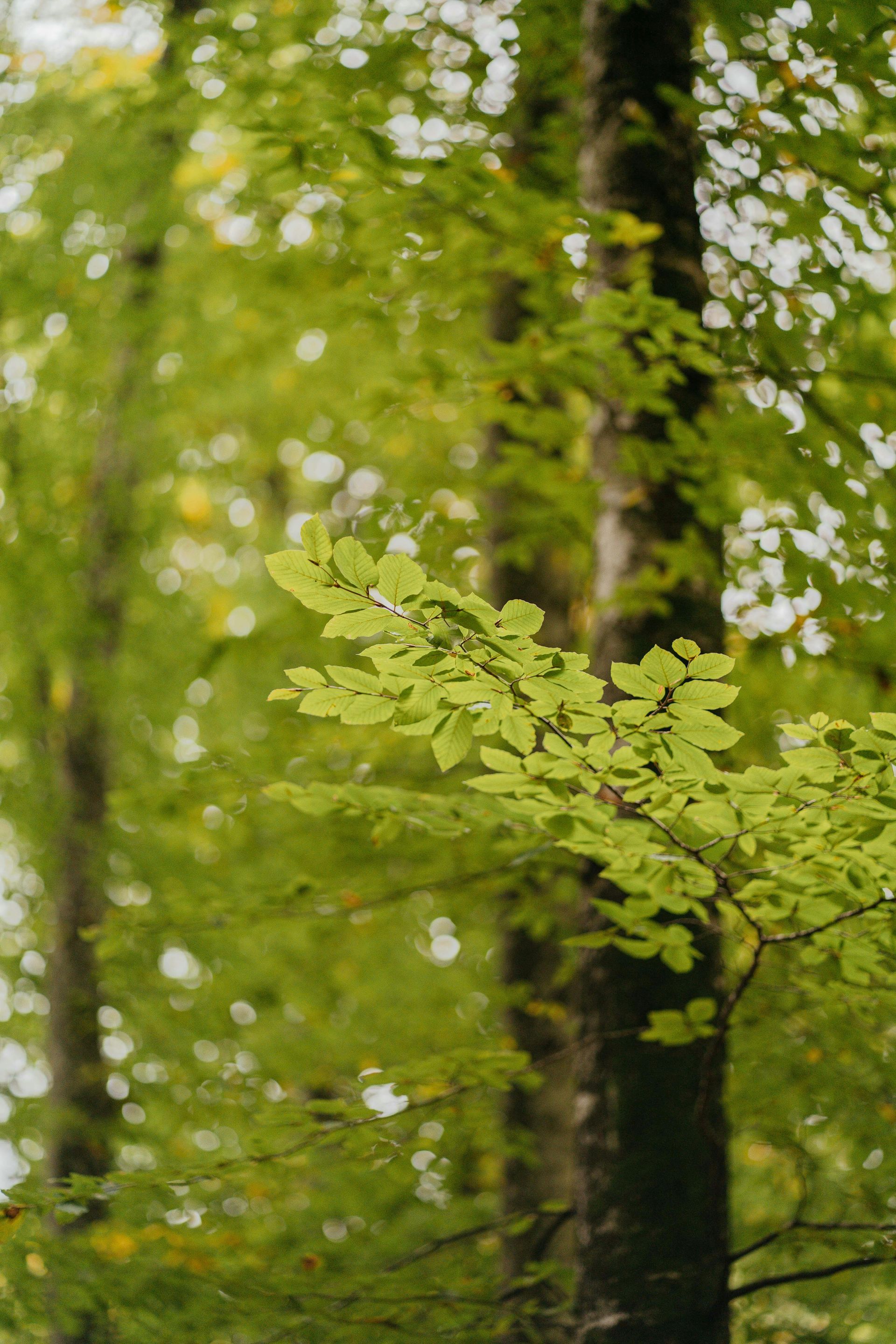 Things to do in Nature in April by Sue Cartwright, Spiral Leaf