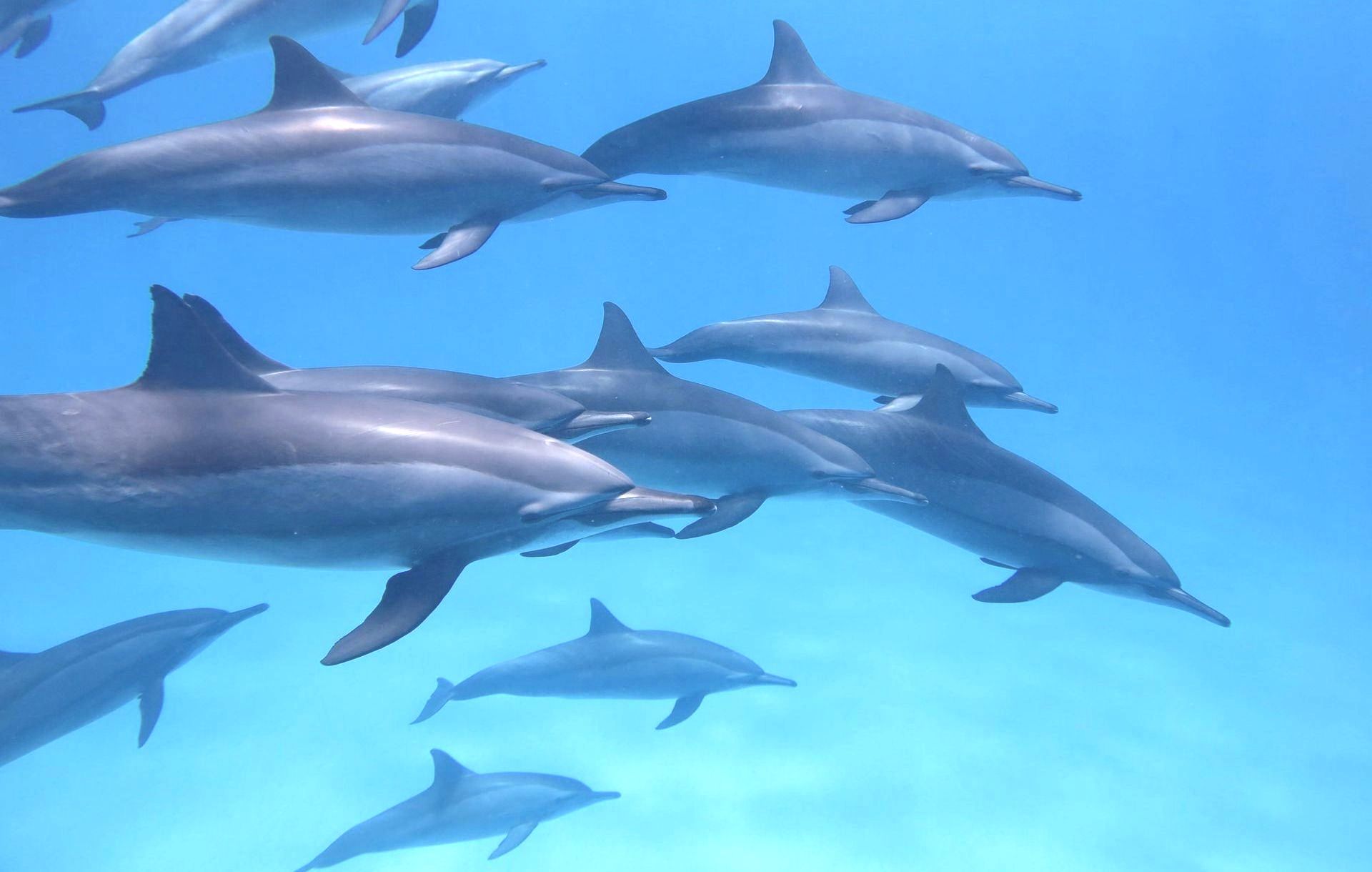 A poem about a dream of swimming with Dolphins  and feeling the sense of freedom in the oceanic